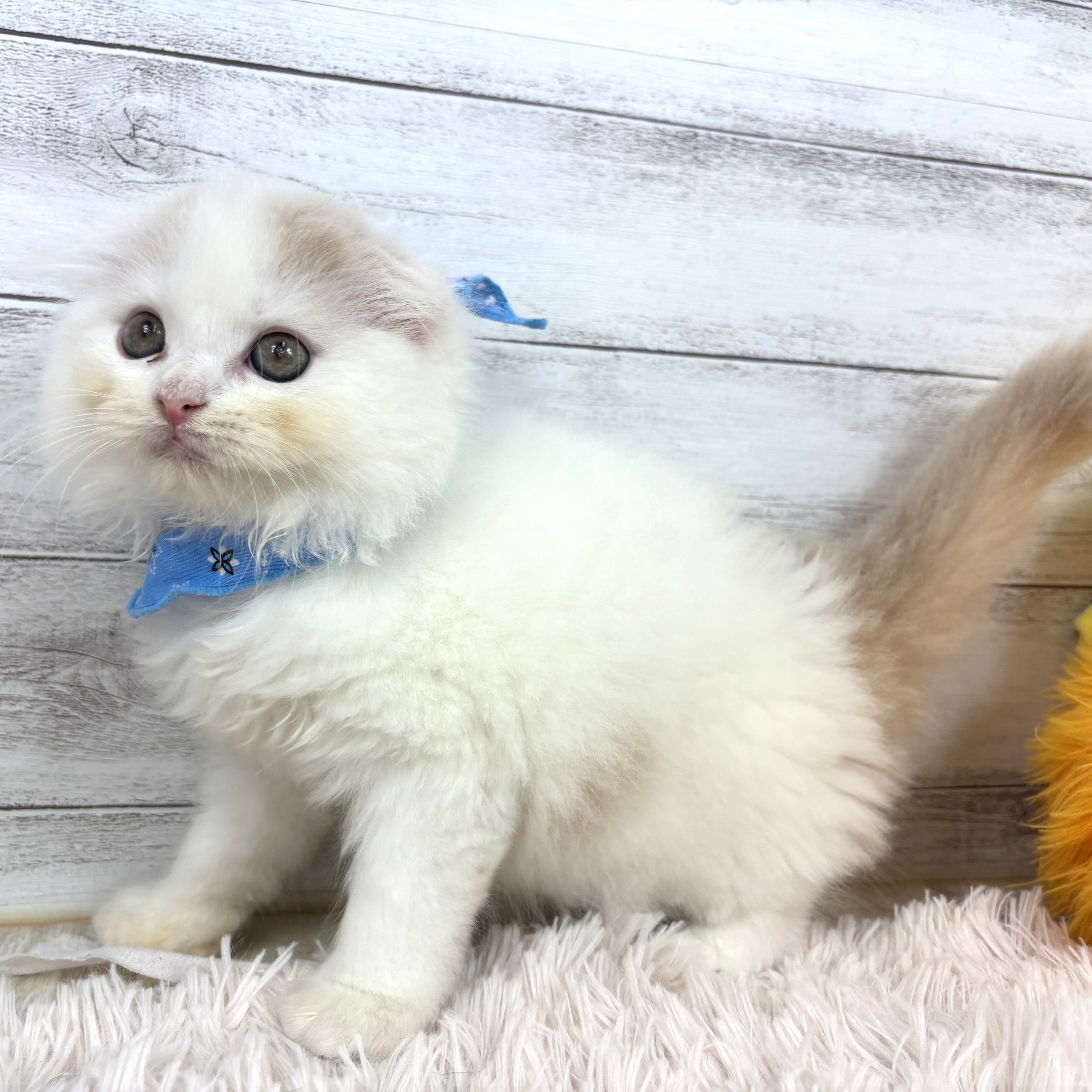 兵庫県のスコティッシュフォールド (犬の家＆猫の里川西店/2026年1月4日生まれ/男の子/クリームタビーホワイト)の子猫の3枚目の画像