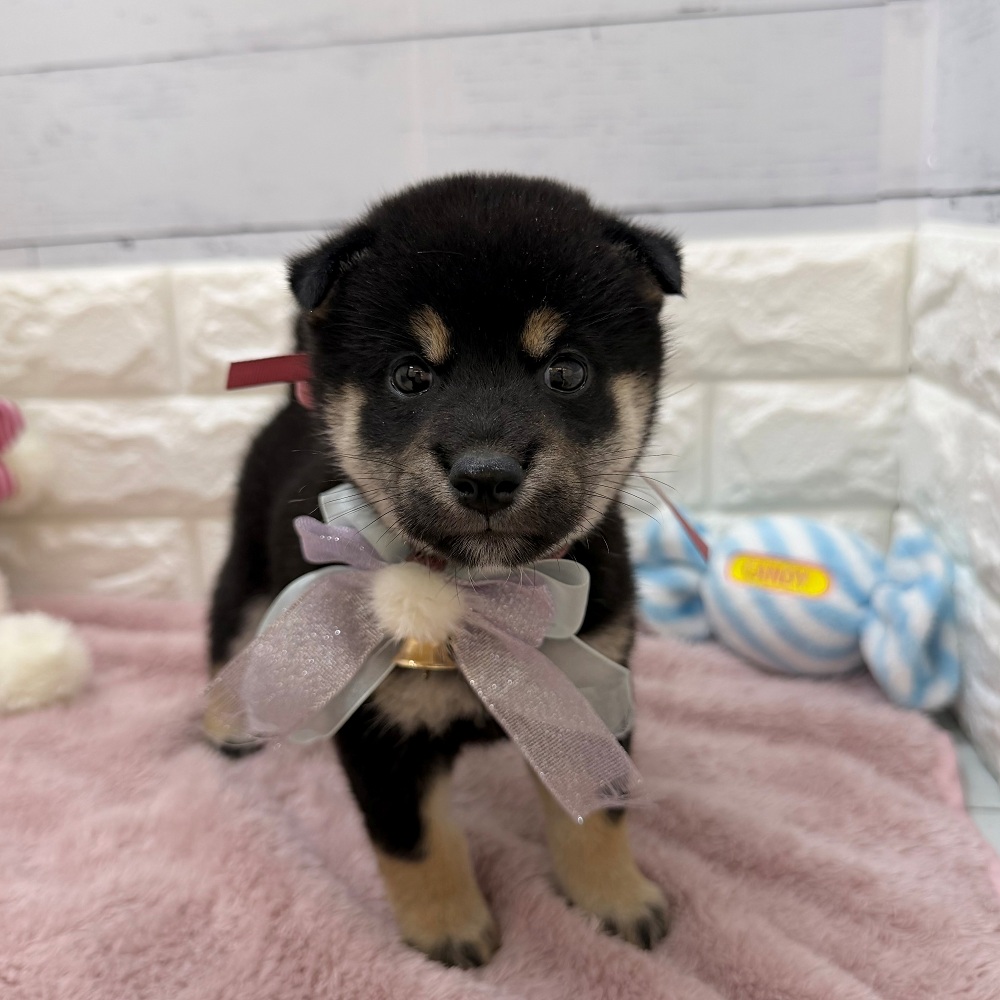 静岡県の柴犬(標準サイズ) (犬の家＆猫の里アミーゴ浜松和田店/2026年6月30日生まれ/女の子/黒)の子犬の3枚目の画像