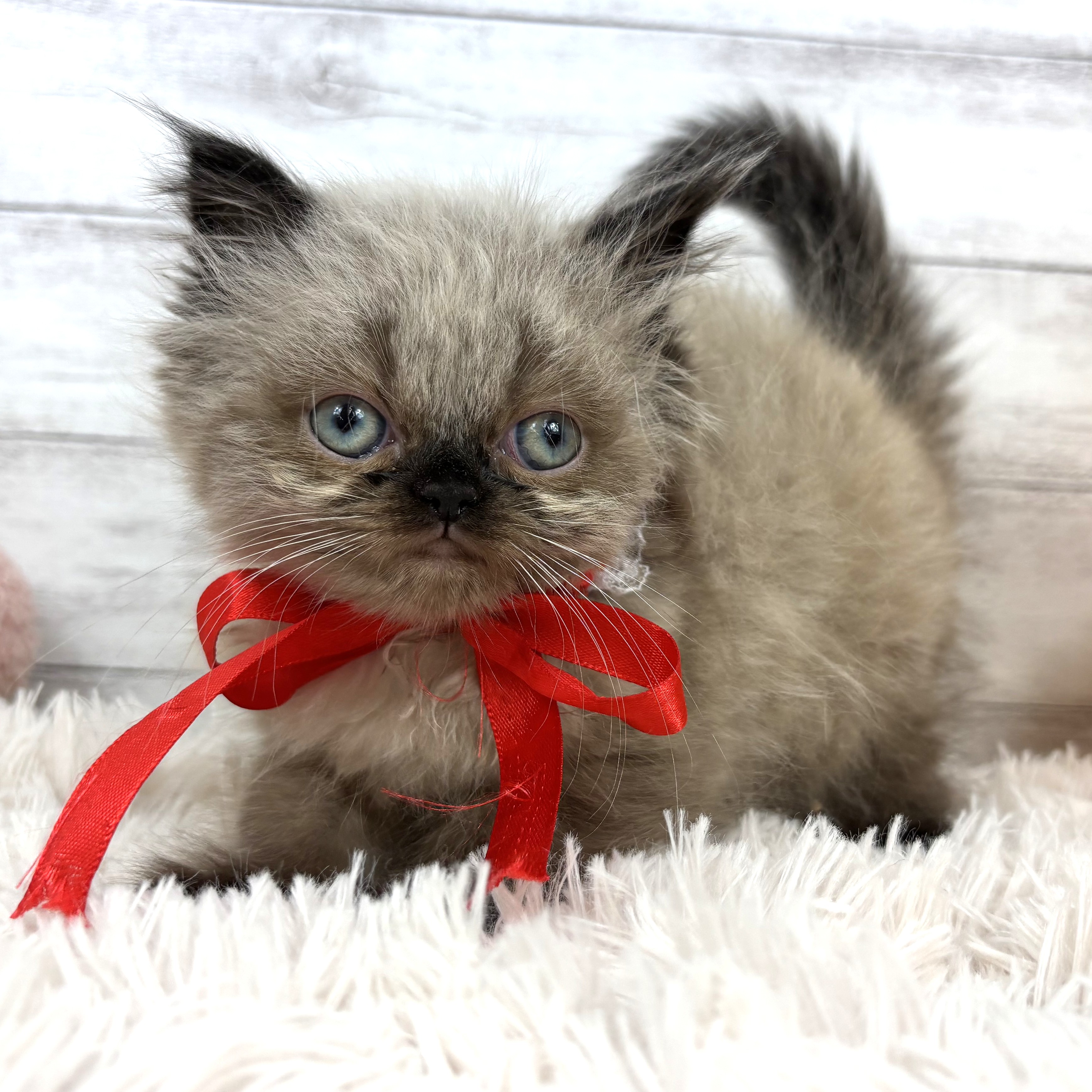 兵庫県のヒマラヤン (犬の家＆猫の里川西店/2026年1月3日生まれ/女の子/シールポイント)の子猫の3枚目の画像