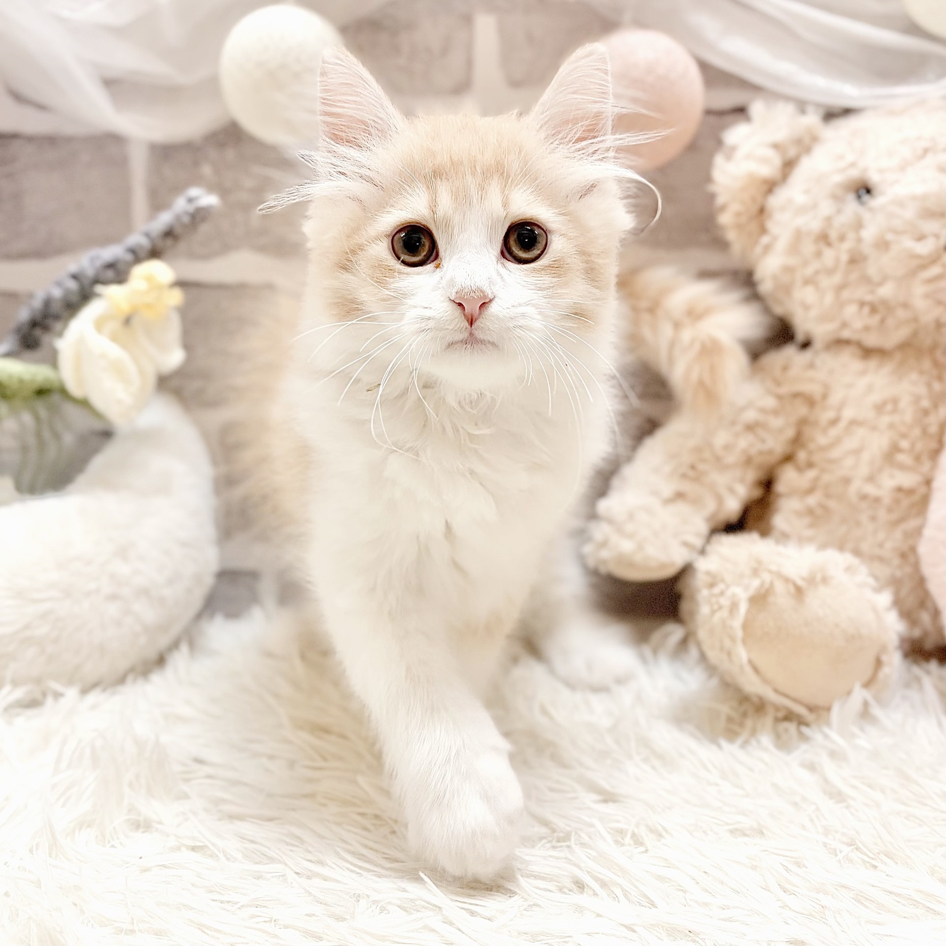 兵庫県のサイベリアン (犬の家＆猫の里神戸店/2026年6月17日生まれ/男の子/クリームタビーホワイト)の子猫の1枚目の画像