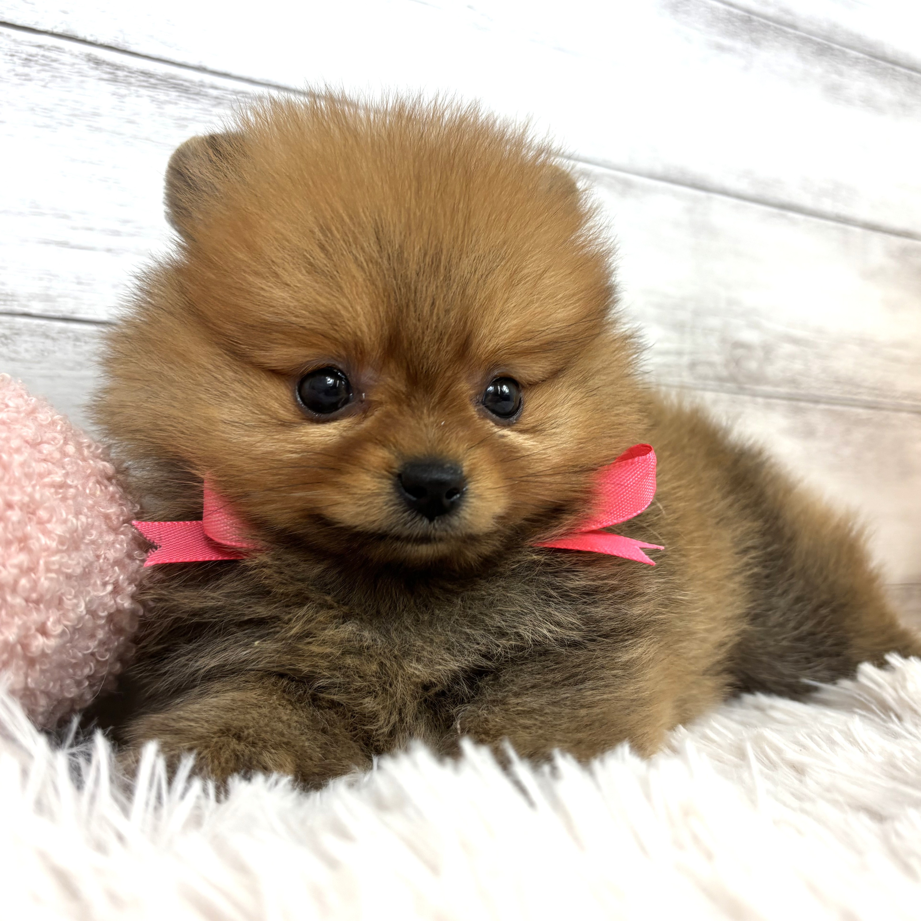 兵庫県のポメラニアン (犬の家＆猫の里川西店/2026年1月3日生まれ/女の子/オレンジ)の子犬の3枚目の画像