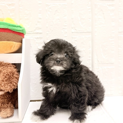 愛知県のハーフ犬・ミックス犬 (犬の家＆猫の里豊川インター店/2026年6月12日生まれ/女の子/ブラックホワイト)の子犬の1枚目の画像