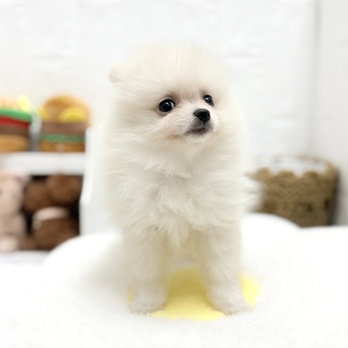 愛知県のポメラニアン (犬の家＆猫の里豊川インター店/2026年6月20日生まれ/女の子/クリーム)の子犬の3枚目の画像