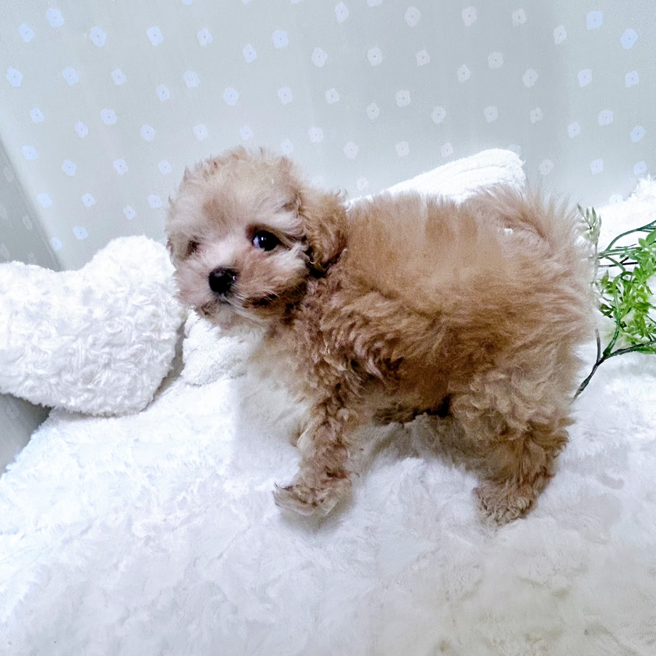 愛知県のマルプー(マルチーズ×プードル) (犬の家＆猫の里安城店/2026年2月17日生まれ/男の子/クリーム)の子犬の3枚目の画像