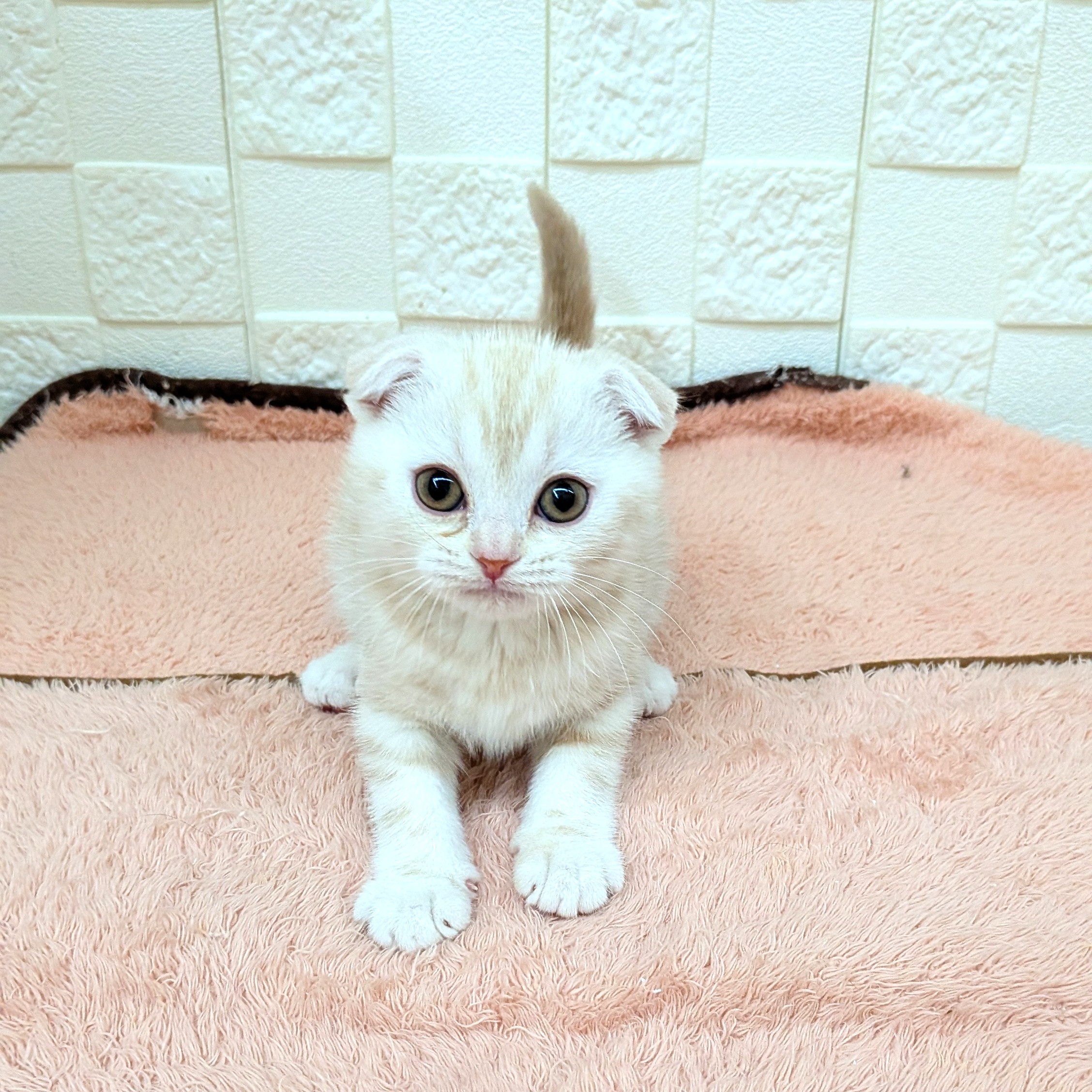 愛知県のスコティッシュフォールド (犬の家＆猫の里碧南店/2025年10月18日生まれ/男の子/レッドタビー)の子猫の3枚目の画像