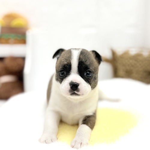 愛知県のハーフ犬・ミックス犬 (犬の家＆猫の里豊川インター店/2026年6月22日生まれ/女の子/ブリンドルホワイト)の子犬の1枚目の画像