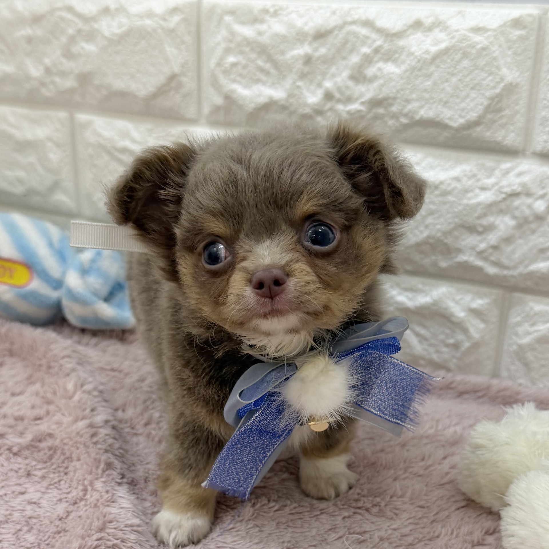 静岡県のチワワ(ロング) (犬の家＆猫の里アミーゴ浜松和田店/2026年8月3日生まれ/男の子/イザベラタンホワイト)の子犬の1枚目の画像