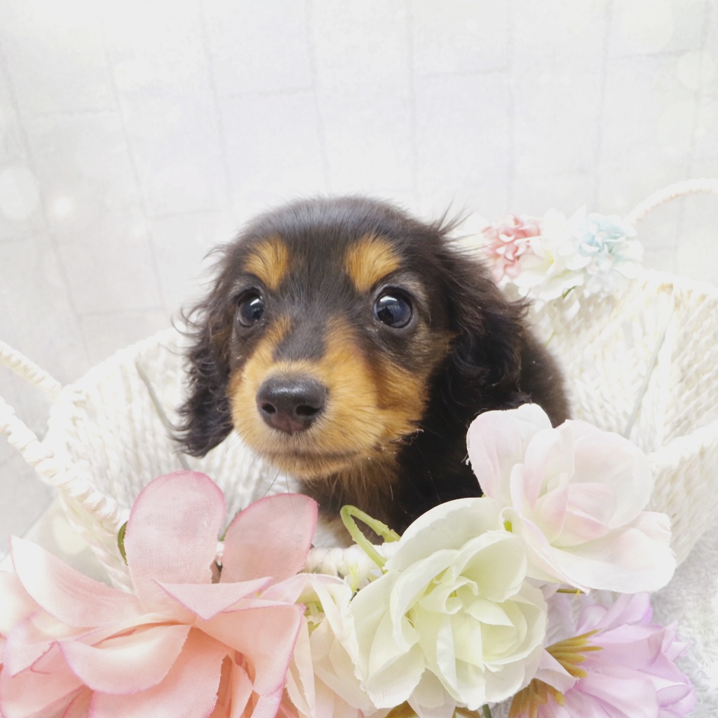 石川県のカニンヘンダックスフンド(ロング) (犬の家＆猫の里アミーゴ金沢有松店/2025年11月19日生まれ/女の子/ブラックタン)の子犬の1枚目の画像