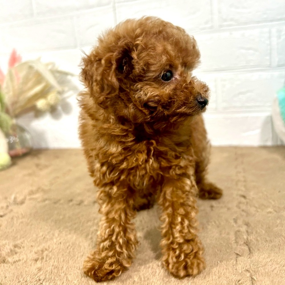 兵庫県のティーカッププードル (犬の家＆猫の里ニッケパークタウン加古川店/2025年7月20日生まれ/男の子/レッドフォーン)の子犬の3枚目の画像