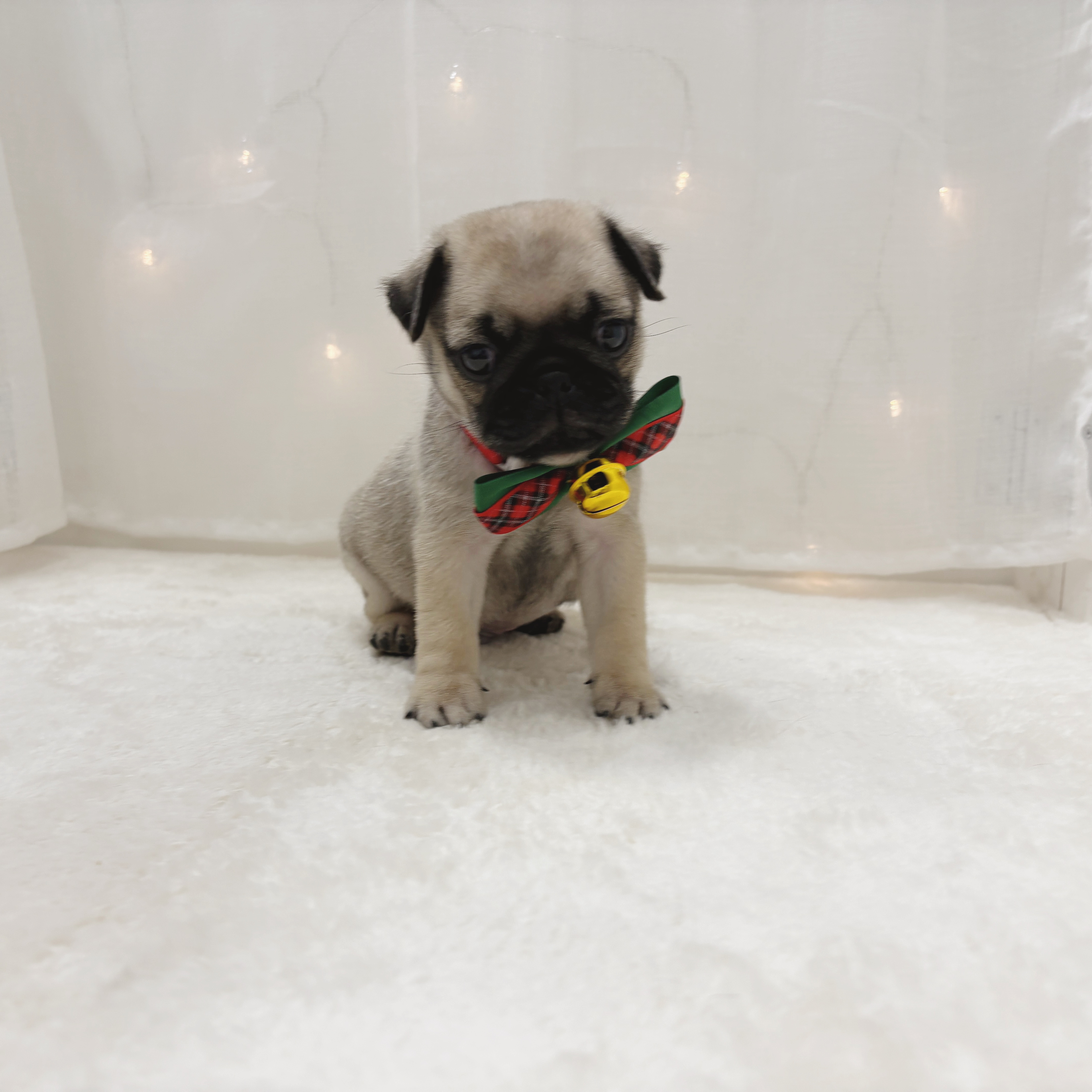 千葉県のパグ (犬の家＆猫の里BIGHOPガーデンモール印西店/2025年10月28日生まれ/男の子/フォーン)の子犬の3枚目の画像