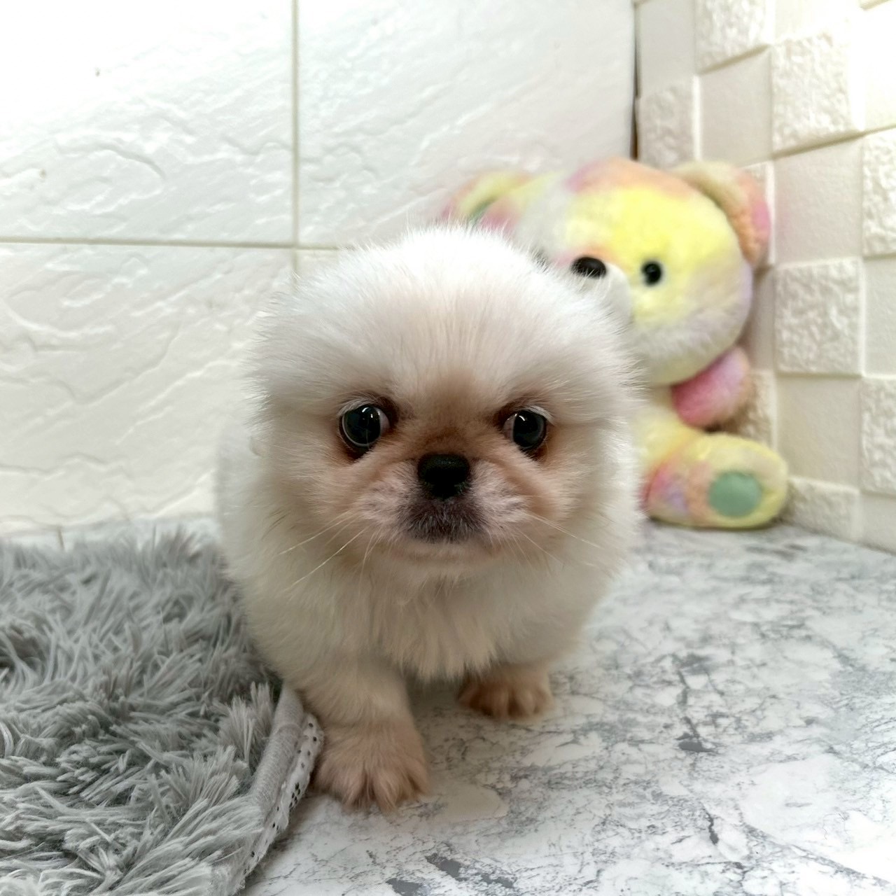 兵庫県のペキニーズ (犬の家＆猫の里ゆめタウン姫路店/2025年6月15日生まれ/男の子/ホワイト)の子犬