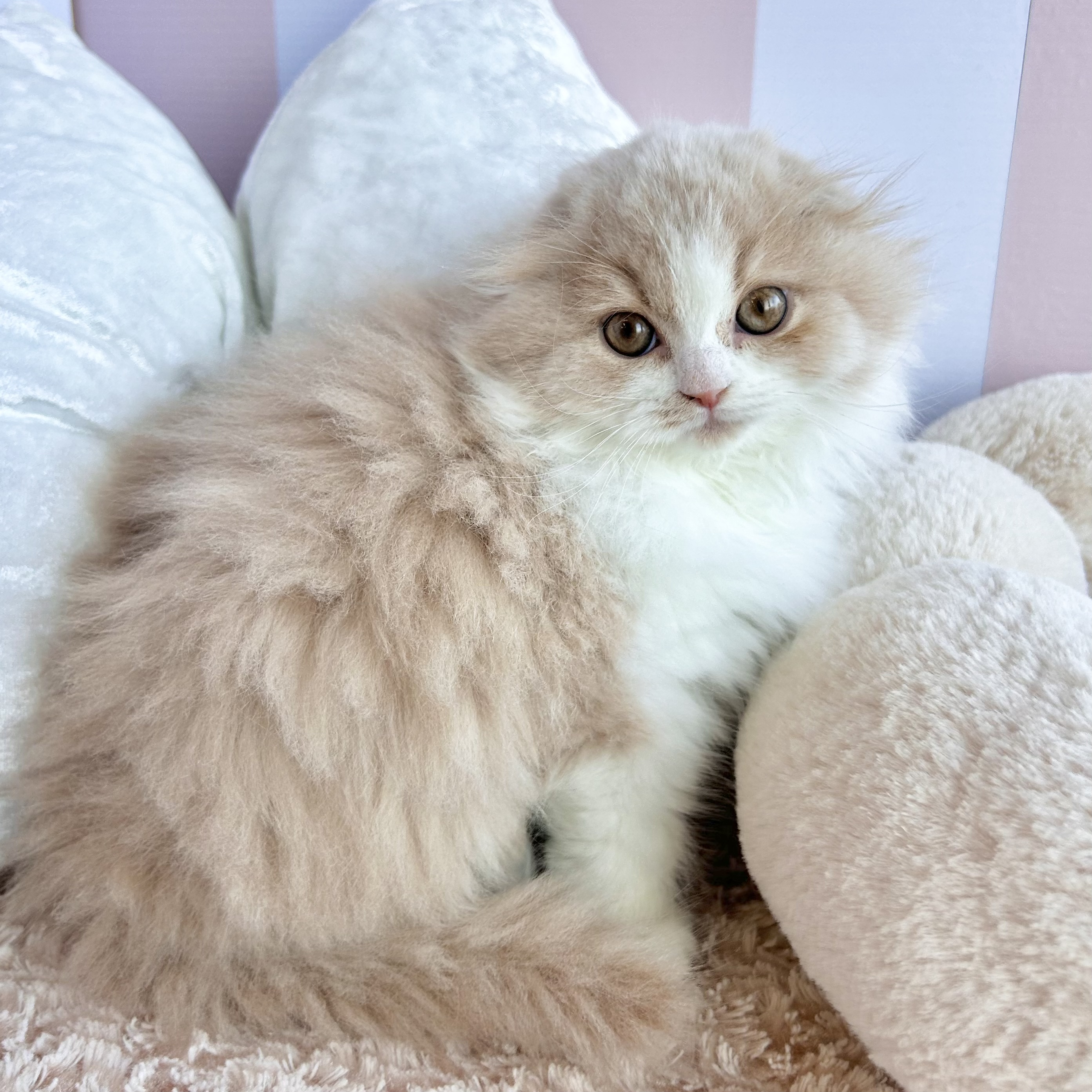 岡山県のスコティッシュフォールド (犬の家＆猫の里倉敷中庄店/2025年11月5日生まれ/女の子/クリームタビーホワイト)の子猫の3枚目の画像