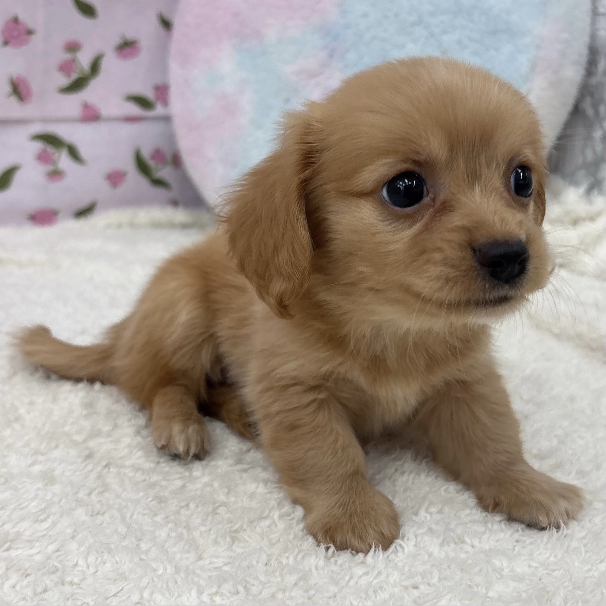 愛知県のチワックス(チワワ×ダックス) (犬の家＆猫の里エアポートウォーク店/2026年8月1日生まれ/男の子/ゴールド)の子犬の3枚目の画像