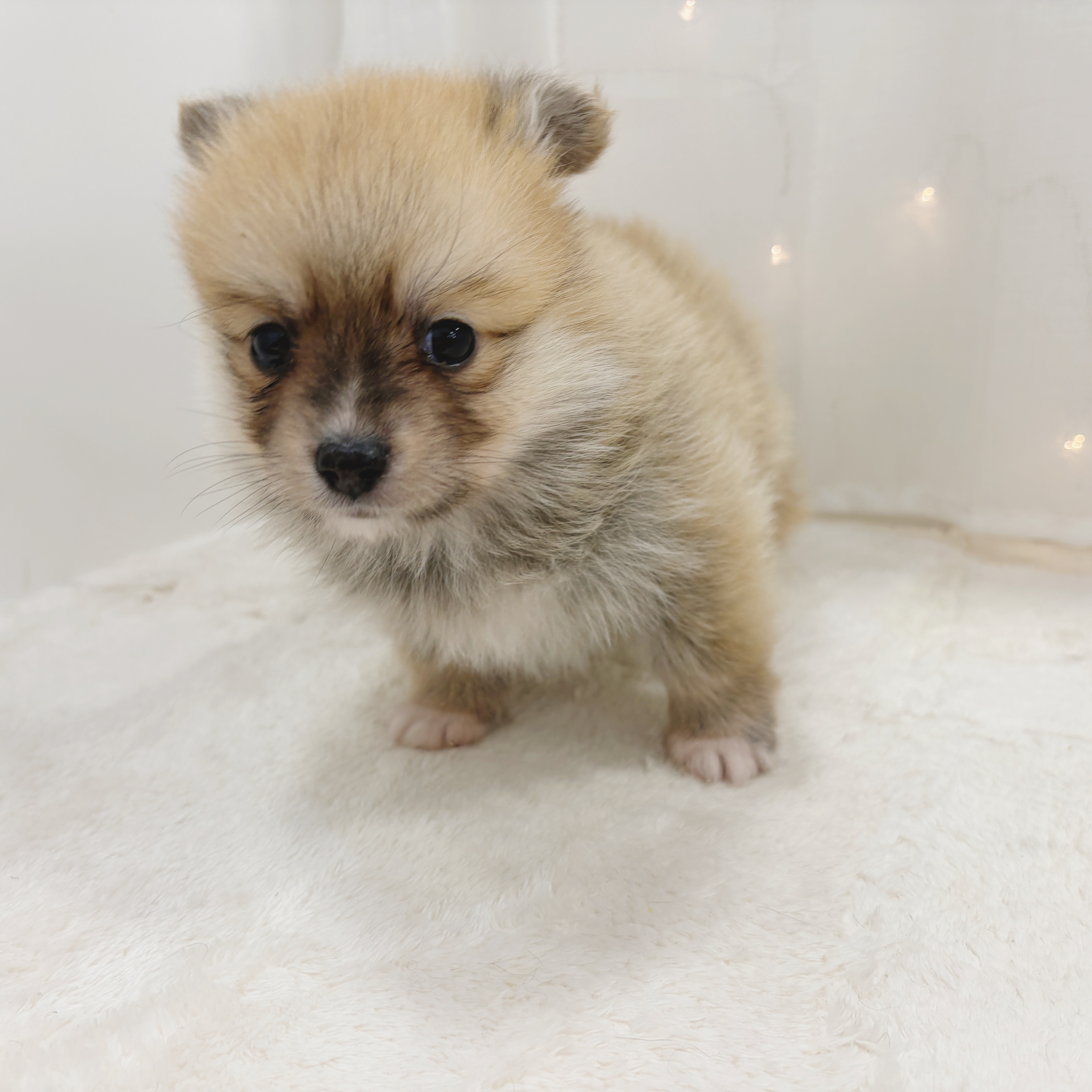 千葉県のポメコーギー(ポメラニアン×コーギー) (犬の家＆猫の里BIGHOPガーデンモール印西店/2025年11月2日生まれ/男の子/レッドホワイト)の子犬の3枚目の画像