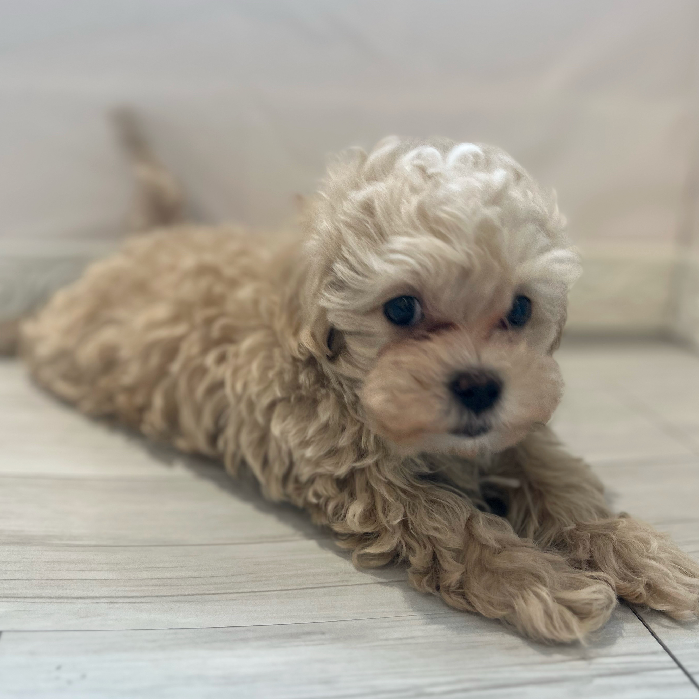 愛知県のマルプー(マルチーズ×プードル) (犬の家＆猫の里春日井本店/2026年1月21日生まれ/男の子/クリームホワイト)の子犬の3枚目の画像