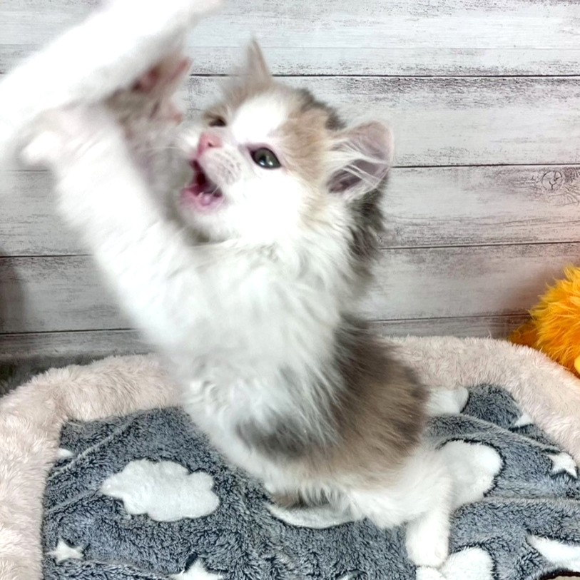 兵庫県のサイベリアン (犬の家＆猫の里川西店/2026年2月8日生まれ/女の子/ダイリュートキャリコ)の子猫の3枚目の画像