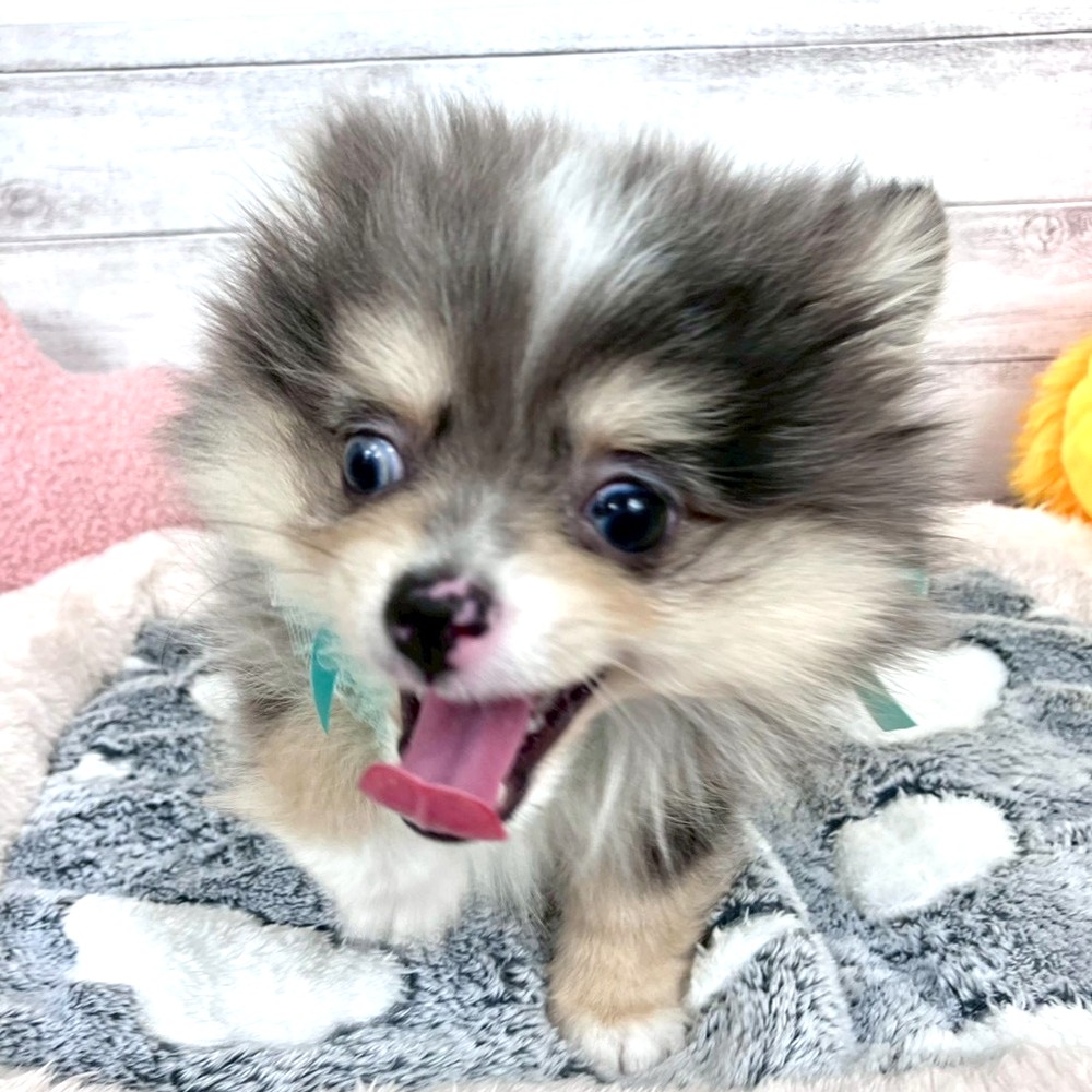 兵庫県のポメチワ/チワポメ/ポメチー(ポメラニアン×チワワ) (犬の家＆猫の里川西店/2026年1月13日生まれ/男の子/ブルーマール)の子犬の3枚目の画像