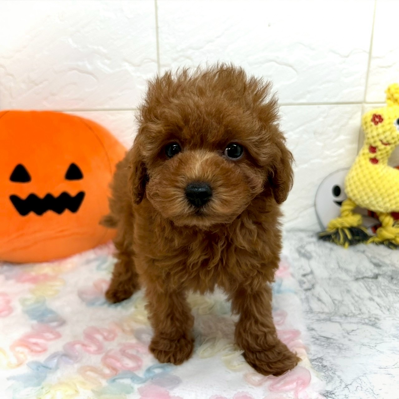 兵庫県のトイプードル(トイ) (犬の家＆猫の里ゆめタウン姫路店/2025年8月7日生まれ/男の子/レッド)の子犬の3枚目の画像