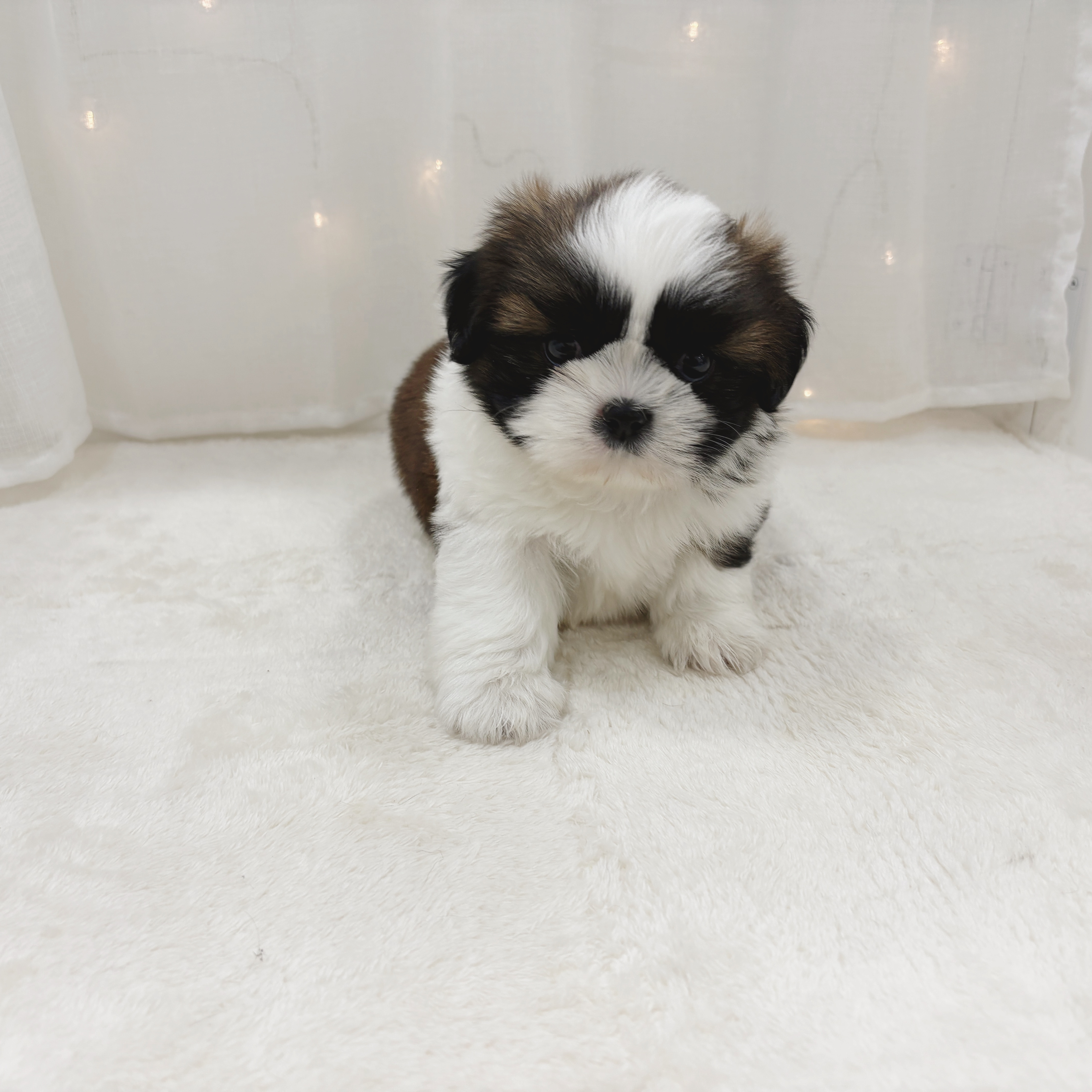 千葉県のシーズー (犬の家＆猫の里BIGHOPガーデンモール印西店/2025年11月3日生まれ/男の子/ホワイトゴールド)の子犬の3枚目の画像