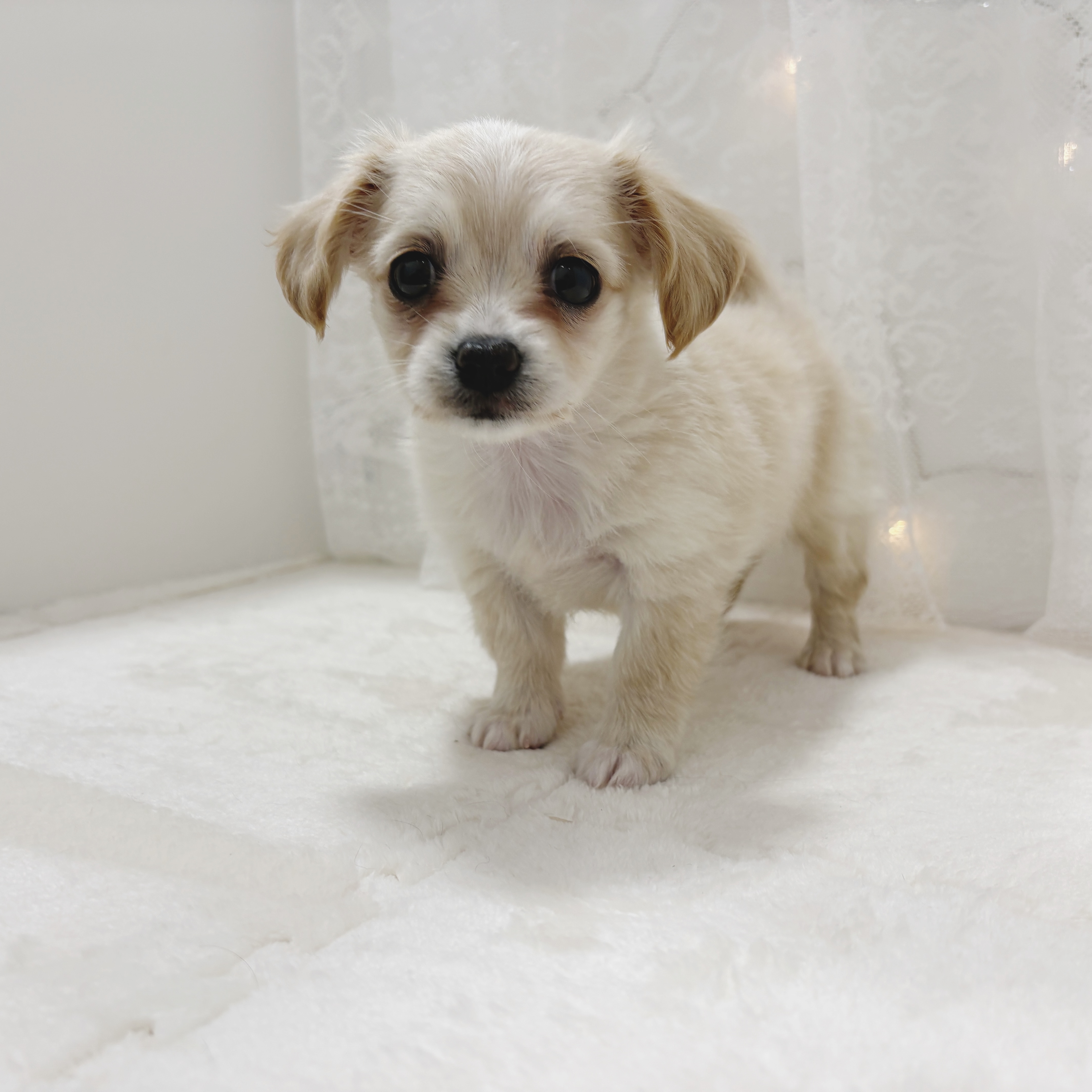 千葉県のチワックス(チワワ×ダックス) (犬の家＆猫の里BIGHOPガーデンモール印西店/2025年12月26日生まれ/女の子/クリーム)の子犬の3枚目の画像