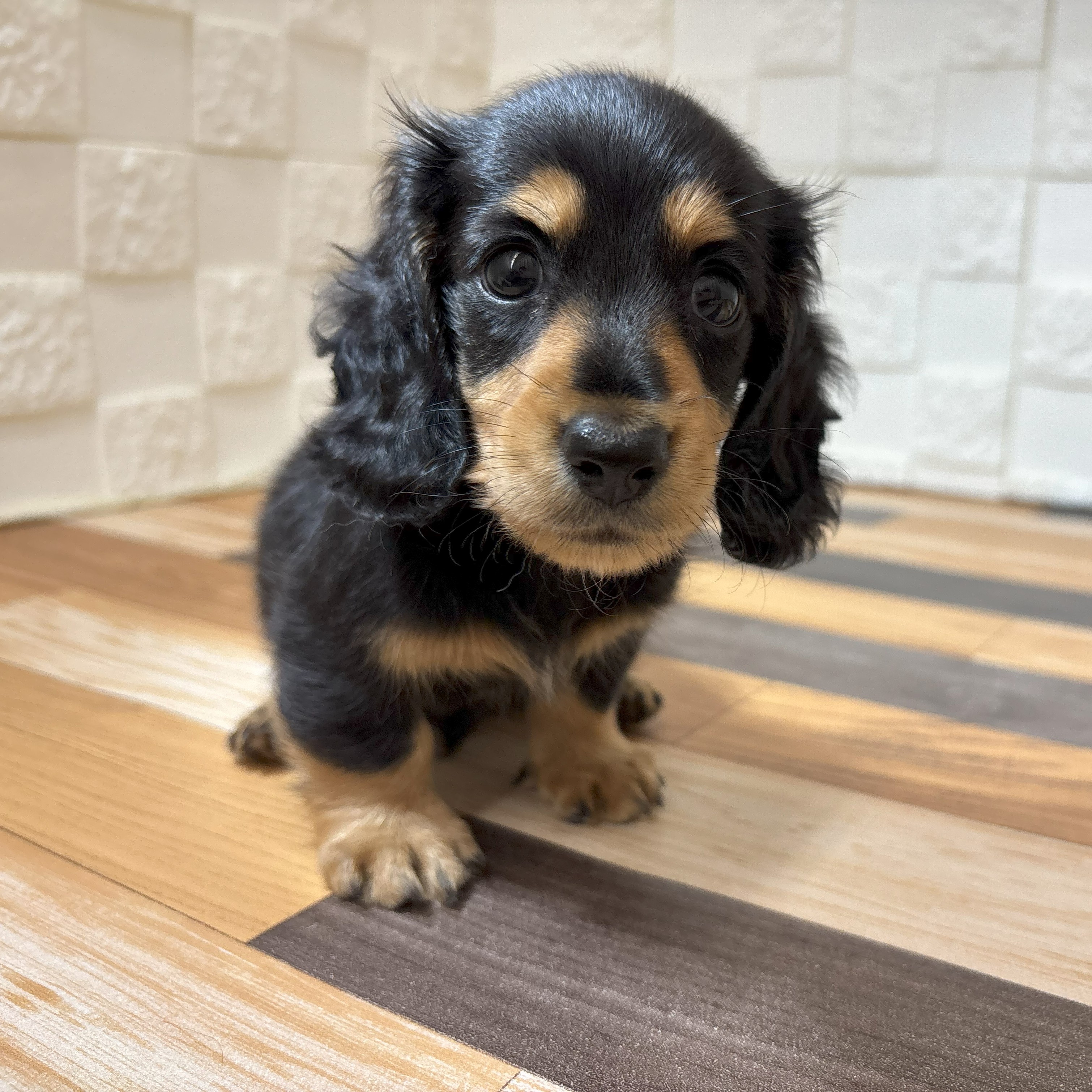 兵庫県のミニチュアダックスフンド(ロング) (犬の家＆猫の里尼崎店/2025年7月4日生まれ/男の子/ブラックイエロー)の子犬の3枚目の画像