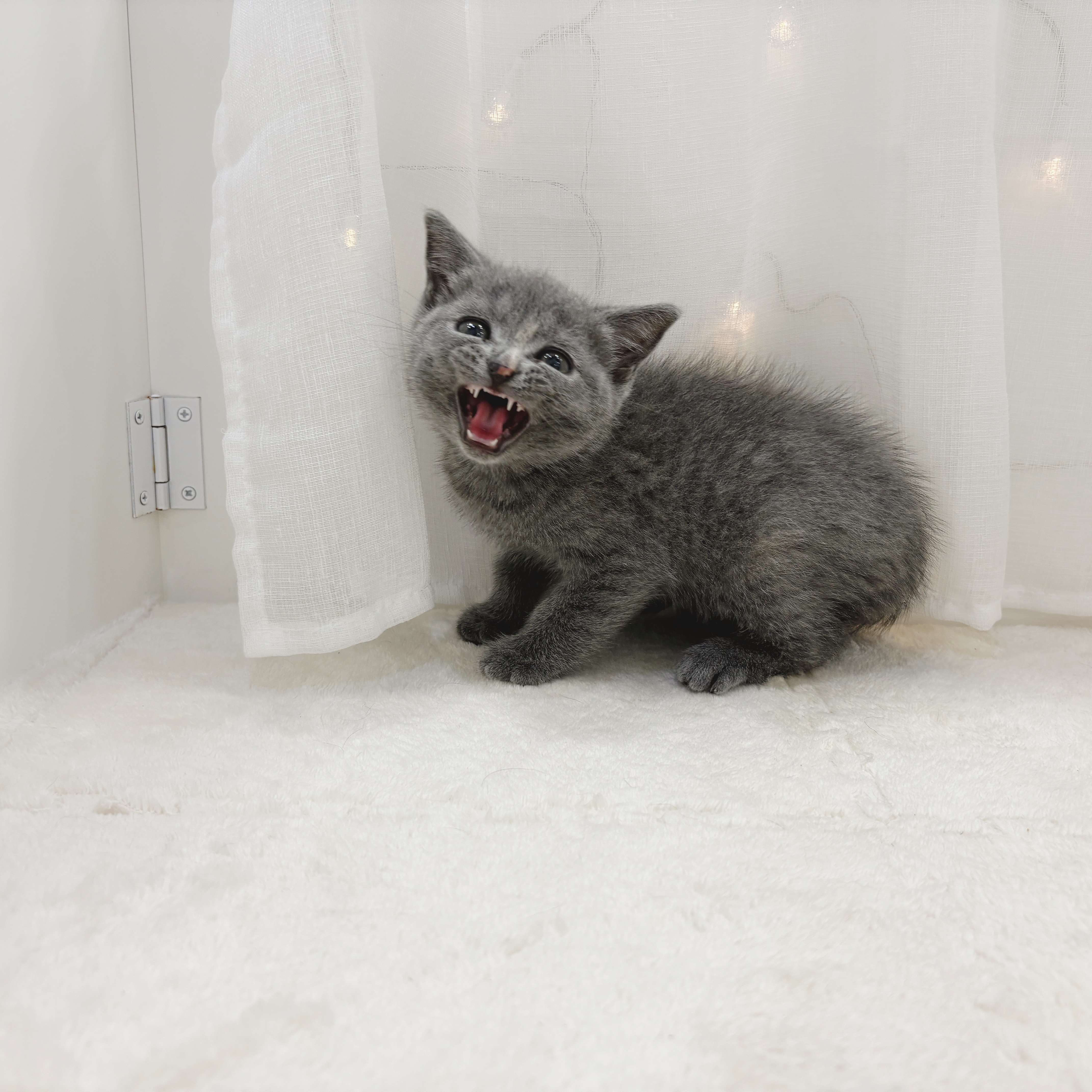 千葉県のブリティッシュショートヘアー (犬の家＆猫の里BIGHOPガーデンモール印西店/2025年11月2日生まれ/女の子/ブルークリーム)の子猫の3枚目の画像