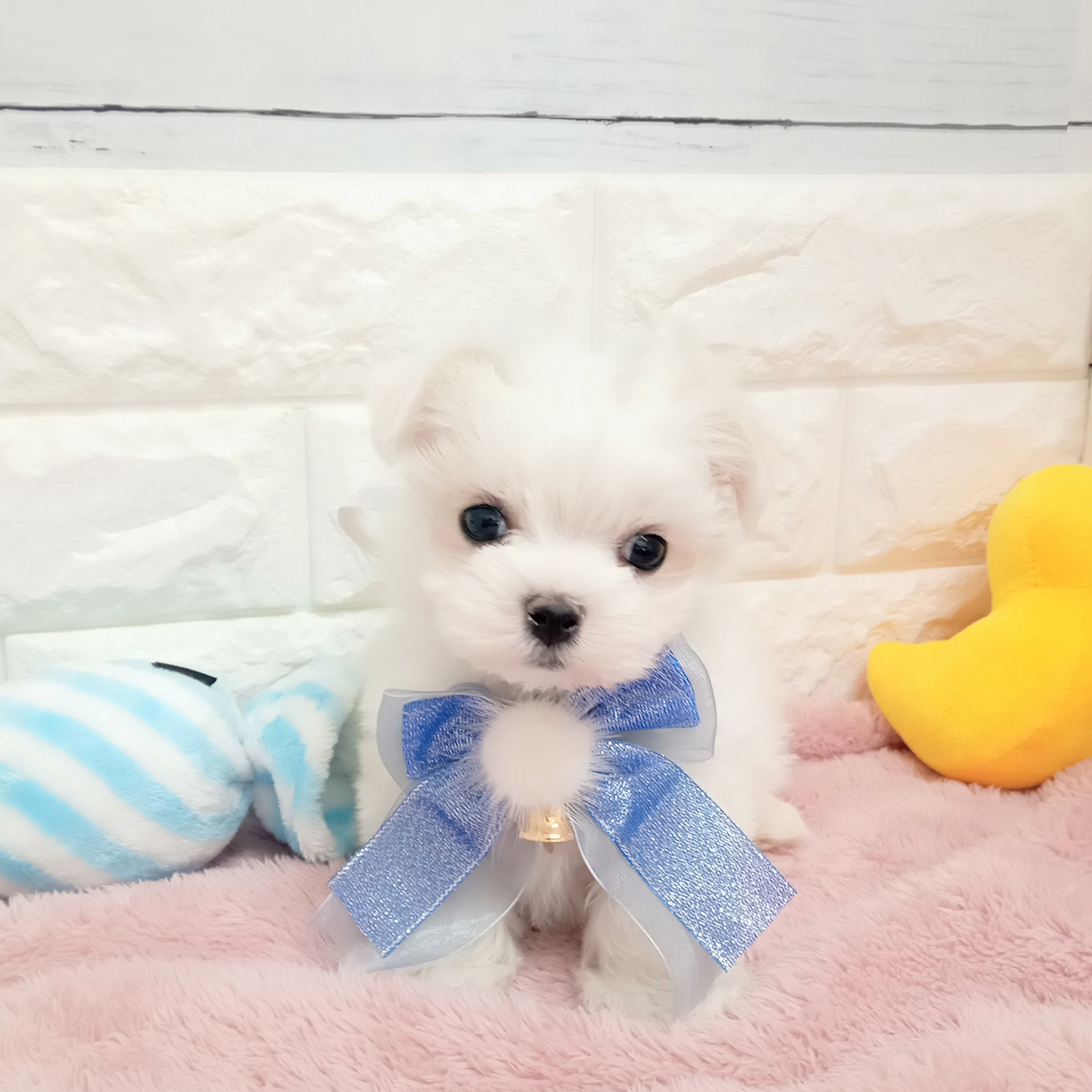 静岡県のマルチーズ (犬の家＆猫の里アミーゴ浜松和田店/2026年2月4日生まれ/男の子/ホワイト)の子犬の3枚目の画像