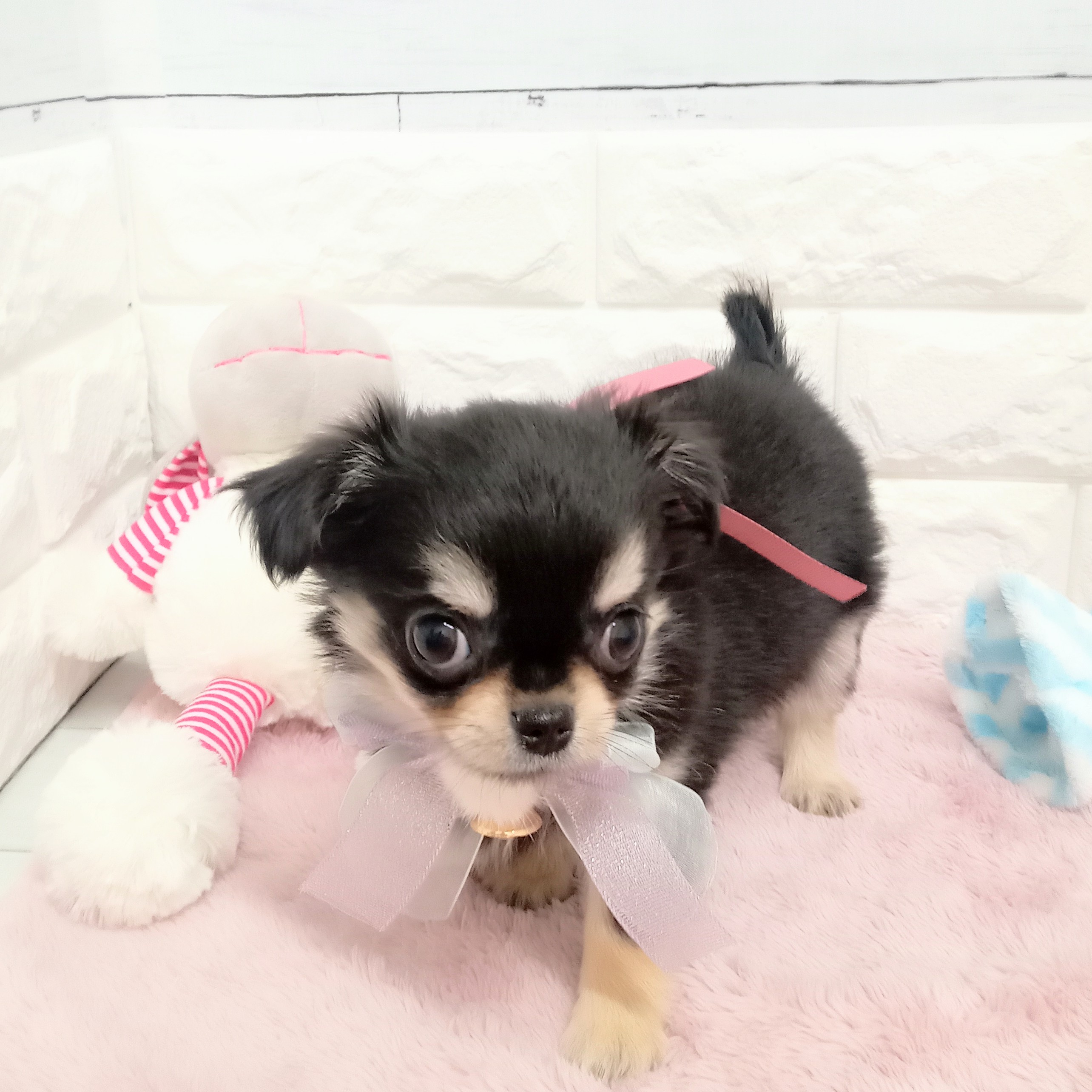 静岡県のチワワ(ロング) (犬の家＆猫の里アミーゴ浜松和田店/2026年2月5日生まれ/女の子/ブラックタン)の子犬の3枚目の画像