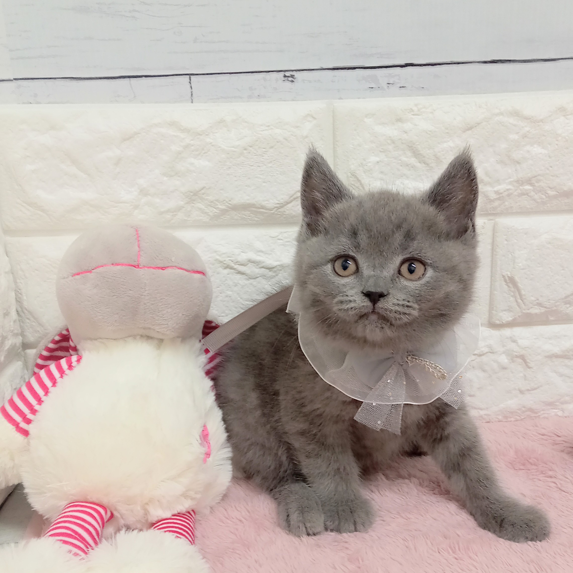 静岡県のブリティッシュショートヘアー (犬の家＆猫の里アミーゴ浜松和田店/2026年2月10日生まれ/男の子/ブルー)の子猫の3枚目の画像