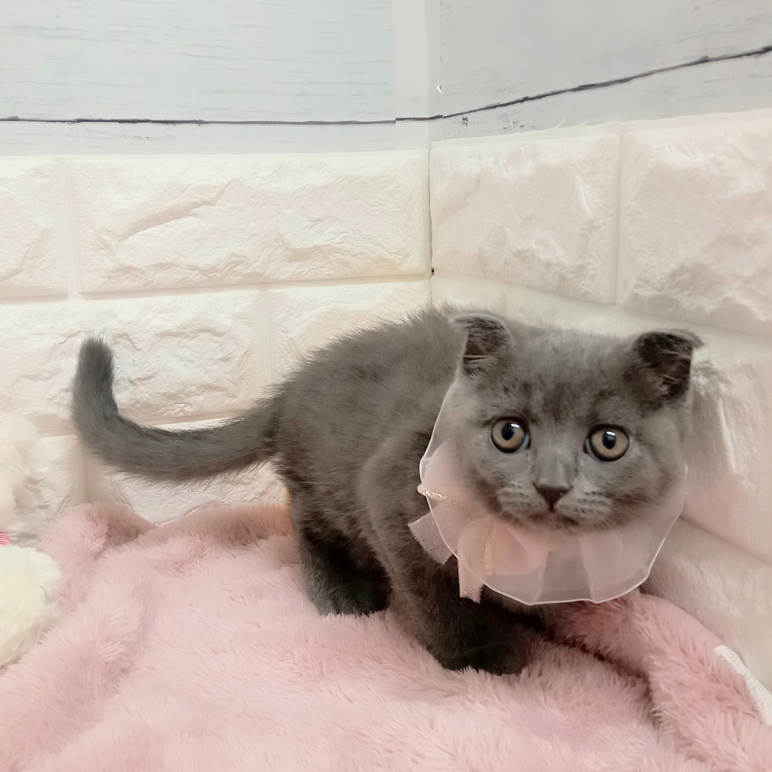 静岡県のスコティッシュフォールド (犬の家＆猫の里アミーゴ浜松和田店/2026年2月6日生まれ/女の子/ブルー)の子猫の3枚目の画像