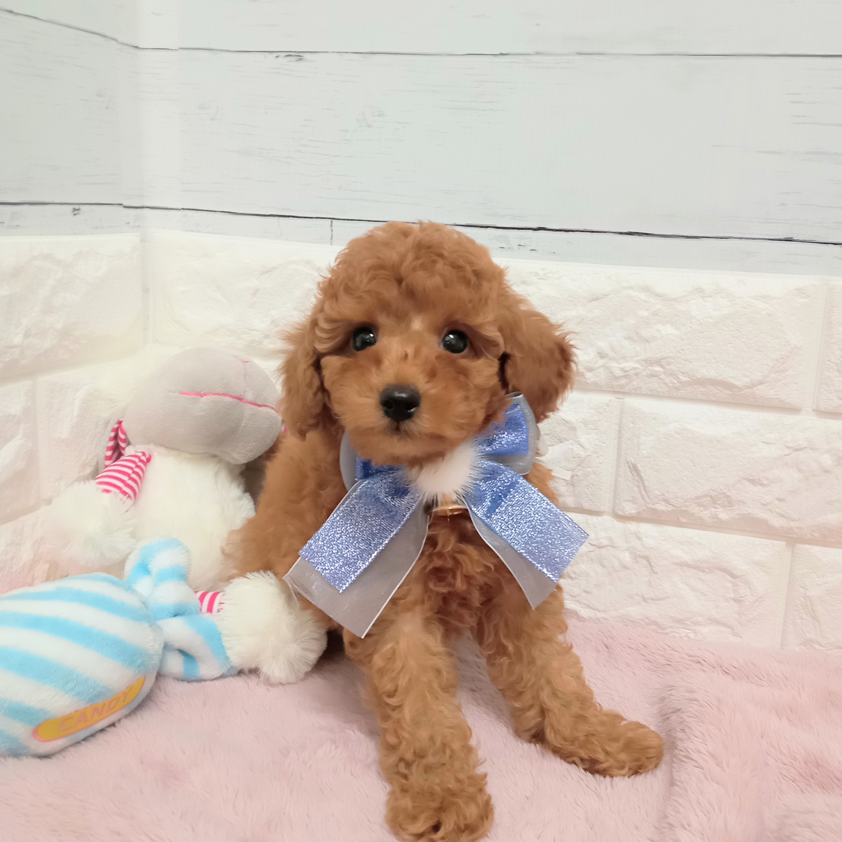 静岡県のトイプードル(トイ) (犬の家＆猫の里アミーゴ浜松和田店/2026年2月9日生まれ/男の子/レッドフォーン)の子犬の3枚目の画像