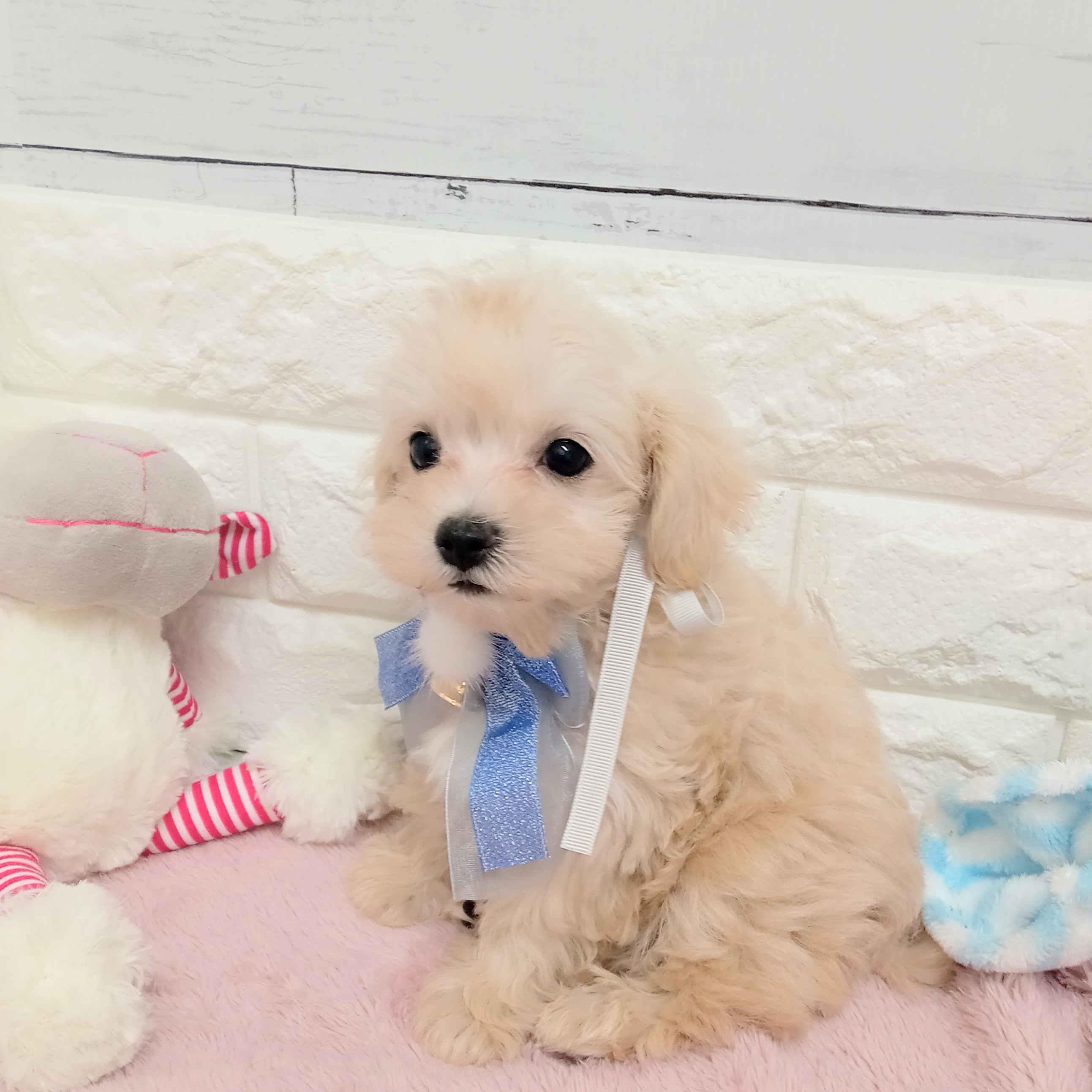 静岡県のマルプー(マルチーズ×プードル) (犬の家＆猫の里アミーゴ浜松和田店/2026年2月8日生まれ/男の子/クリーム)の子犬の3枚目の画像