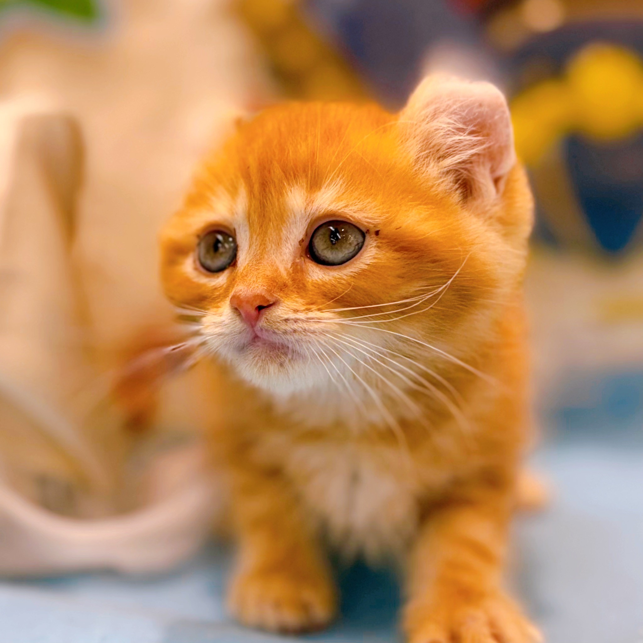 岡山県のアメリカンカール (犬の家＆猫の里倉敷店/2026年3月1日生まれ/男の子/レッドタビーホワイト)の子猫の3枚目の画像