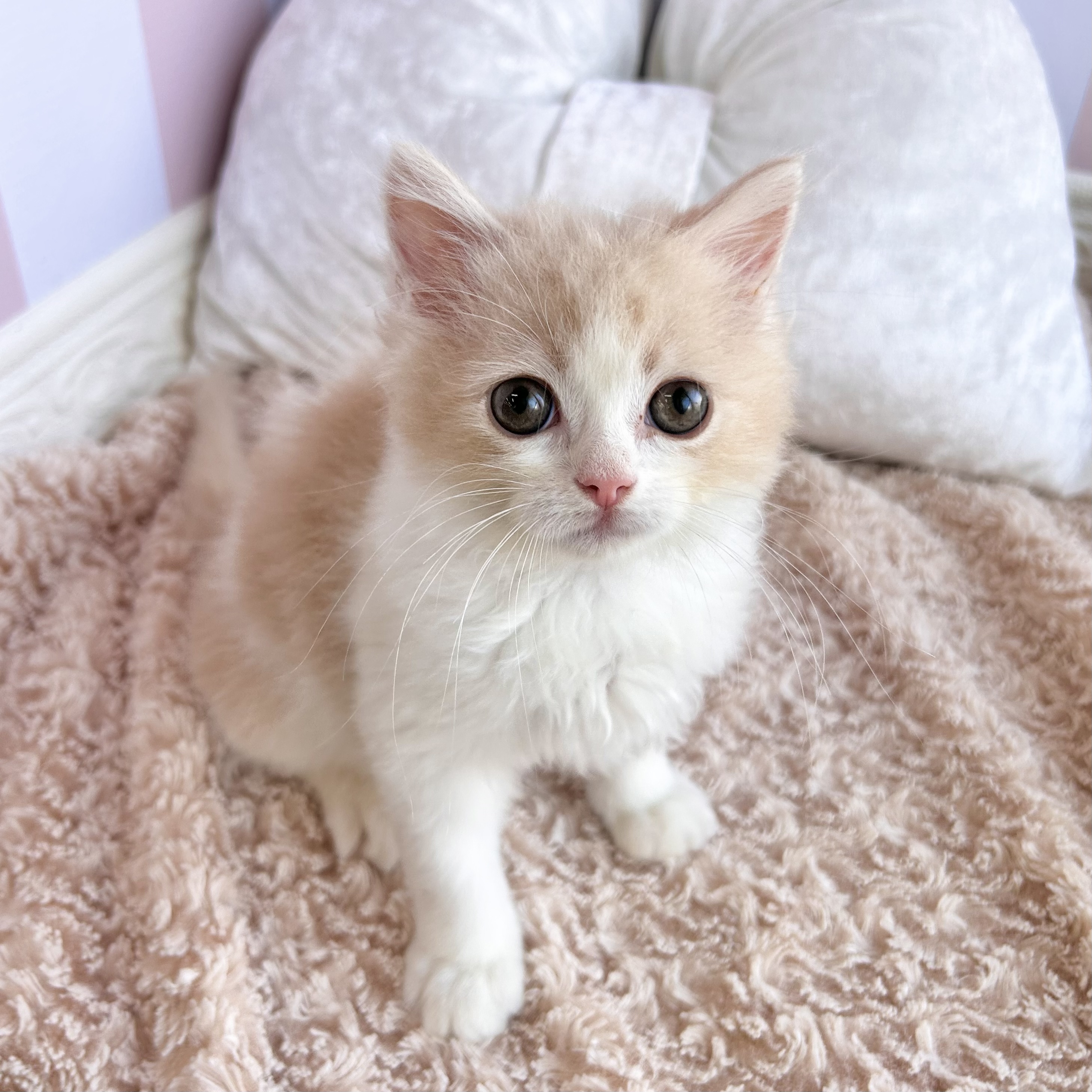 岡山県のスコティッシュストレート (犬の家＆猫の里倉敷中庄店/2025年8月8日生まれ/男の子/クリームタビーホワイト)の子猫の3枚目の画像