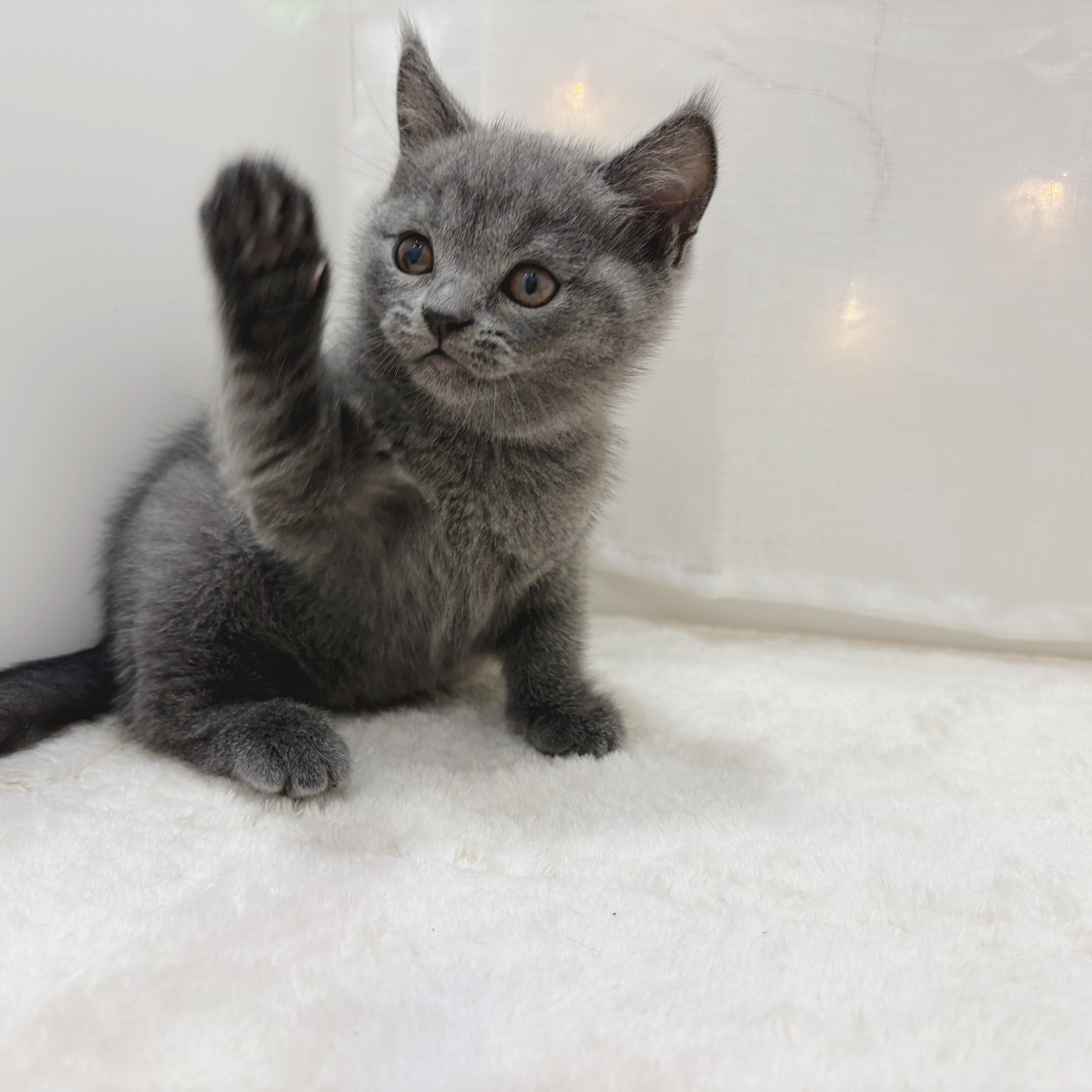 千葉県のブリティッシュショートヘアー (犬の家＆猫の里BIGHOPガーデンモール印西店/2025年8月26日生まれ/女の子/ブルー)の子猫の3枚目の画像