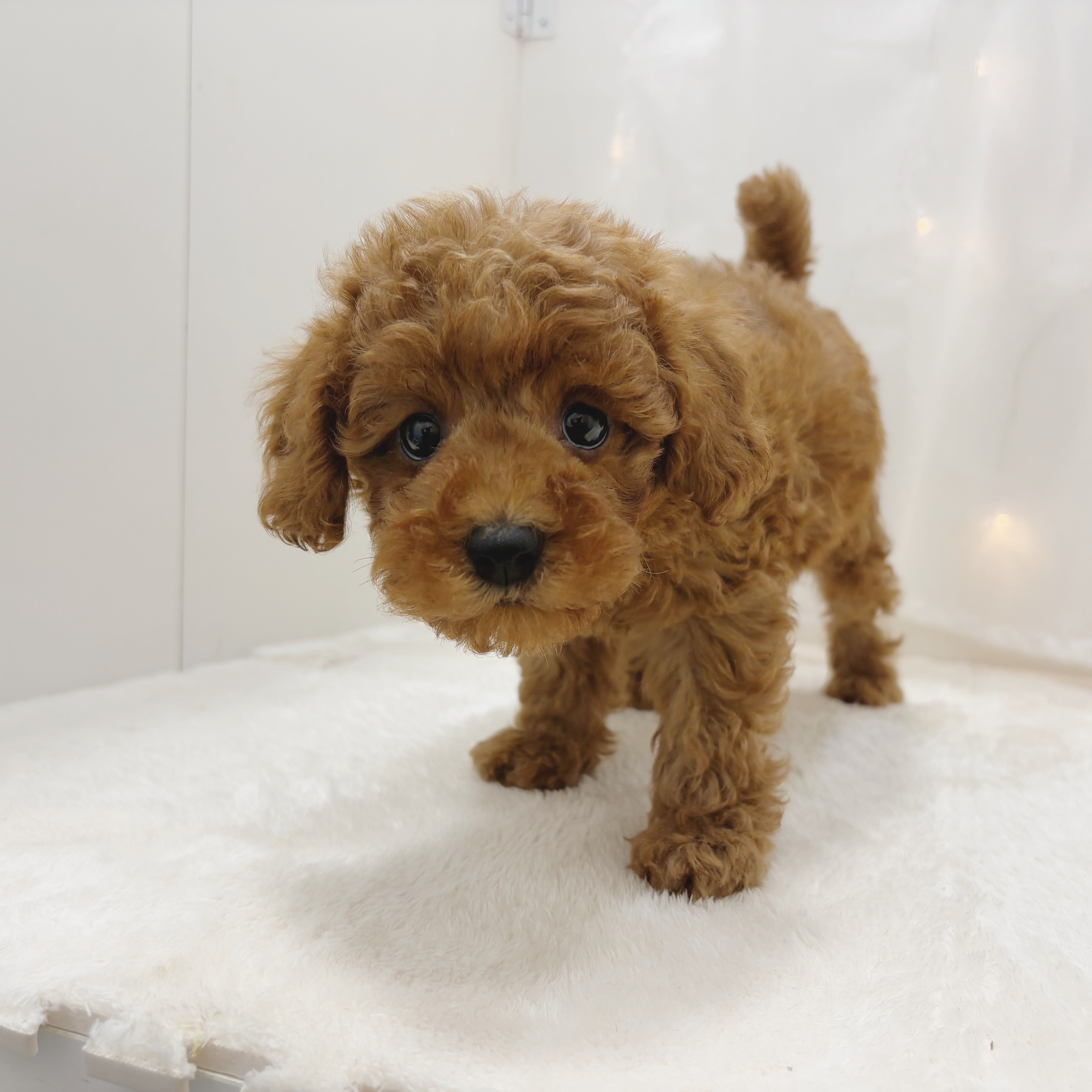 千葉県のトイプードル(トイ) (犬の家＆猫の里BIGHOPガーデンモール印西店/2025年6月20日生まれ/男の子/レッドフォーン)の子犬の3枚目の画像