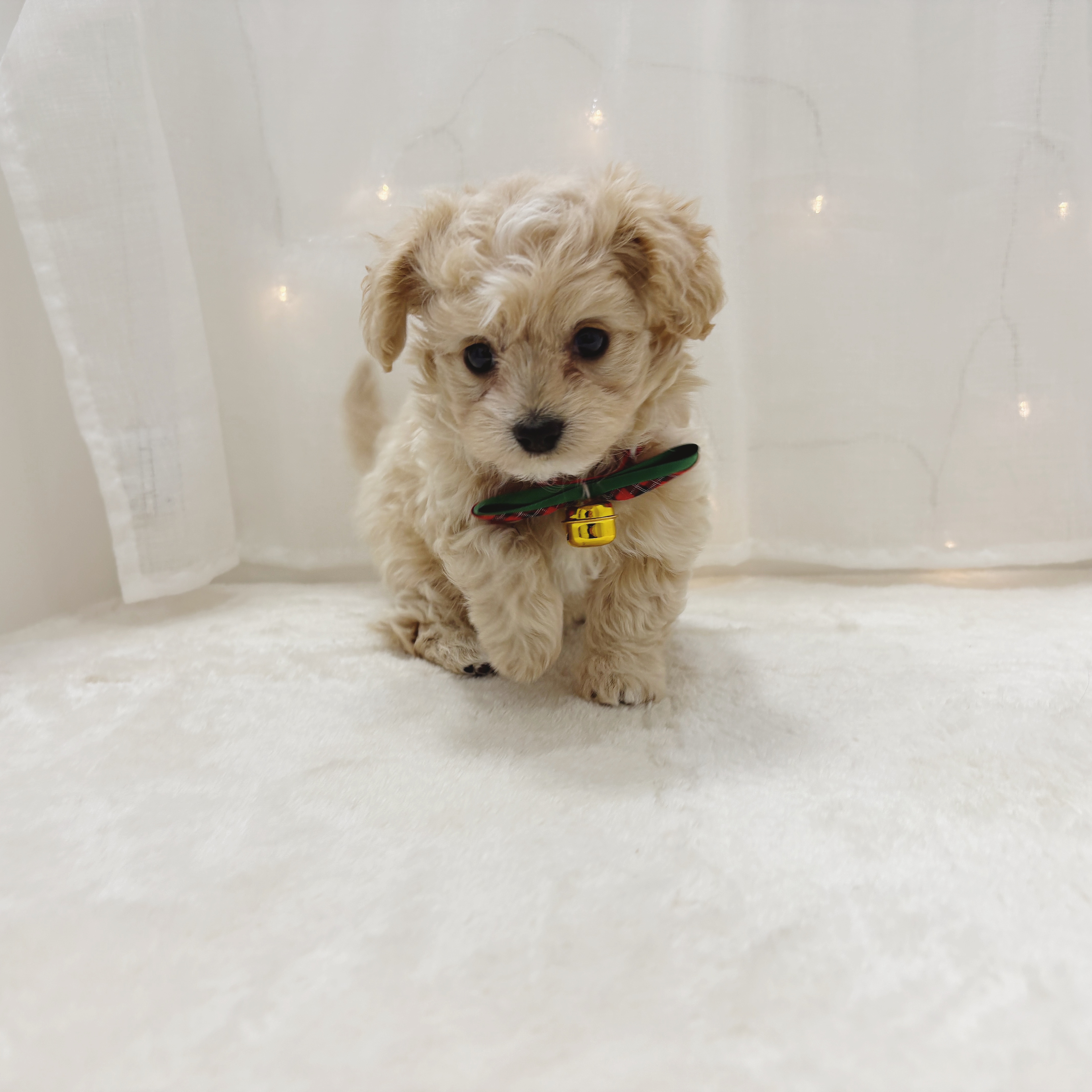 千葉県のマルプー(マルチーズ×プードル) (犬の家＆猫の里BIGHOPガーデンモール印西店/2025年10月27日生まれ/女の子/アプリコット)の子犬の3枚目の画像