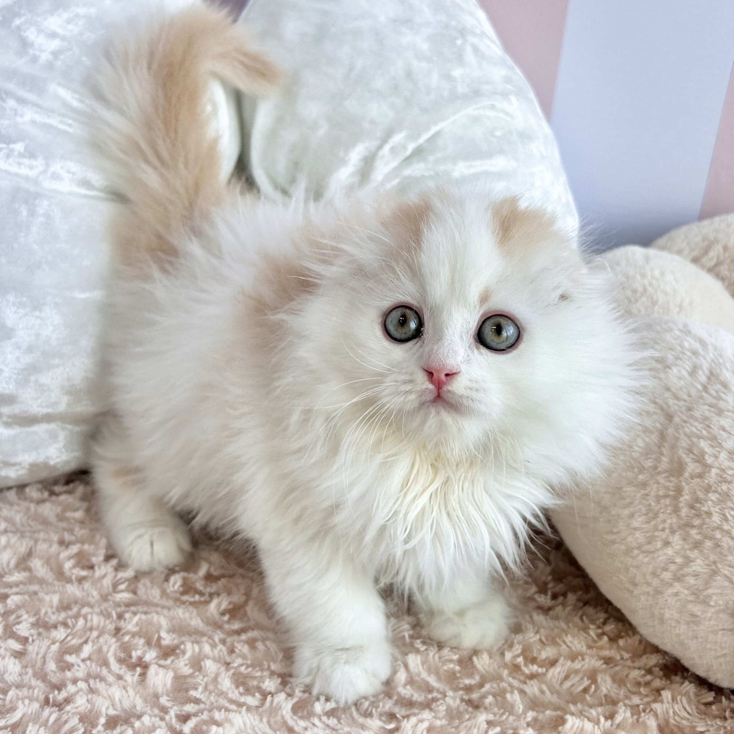 岡山県のスコティッシュフォールド (犬の家＆猫の里倉敷中庄店/2025年11月7日生まれ/男の子/レッドタビーホワイトバン)の子猫の3枚目の画像