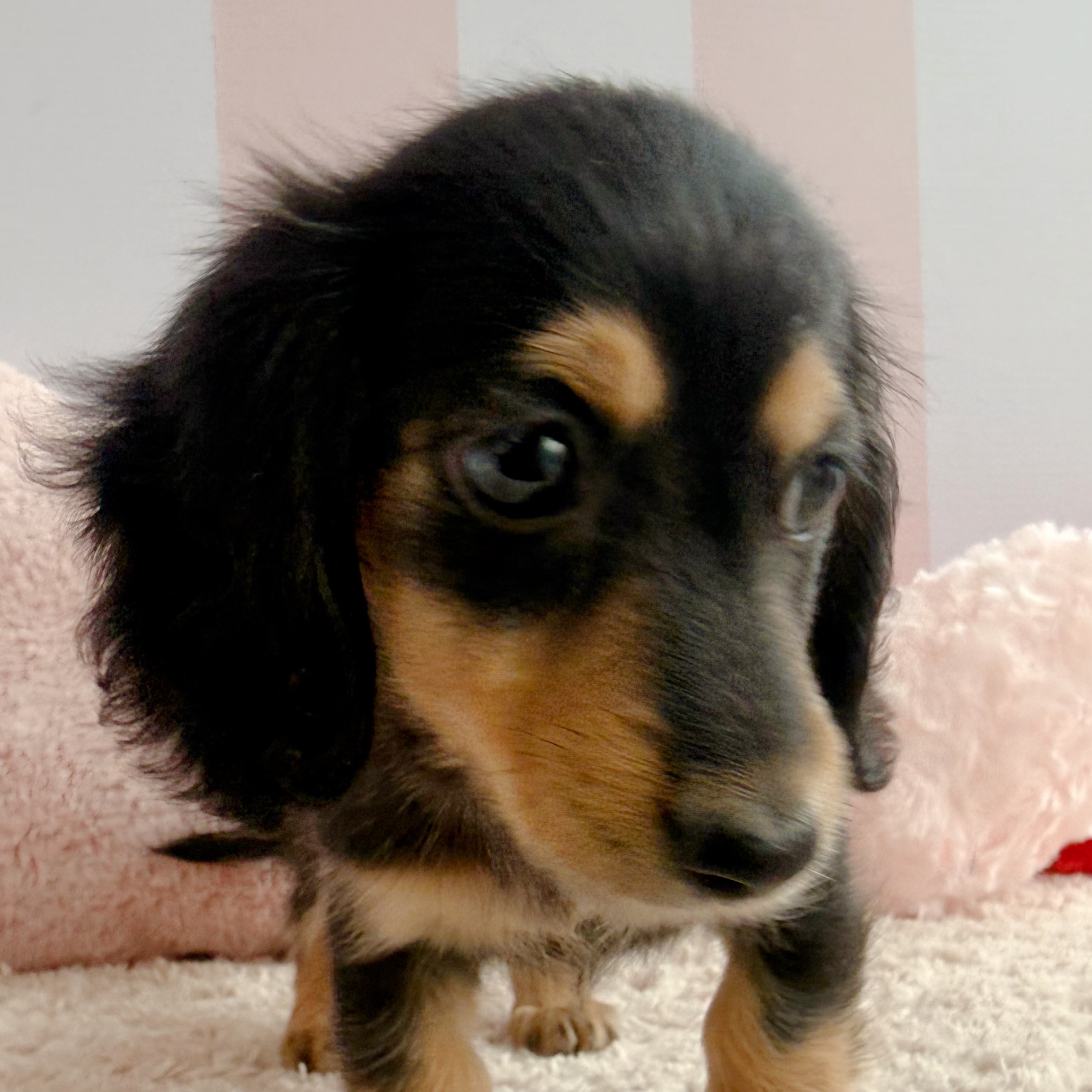岡山県のミニチュアダックスフンド(ロング) (犬の家＆猫の里倉敷中庄店/2026年3月21日生まれ/女の子/ブラックタン)の子犬の3枚目の画像