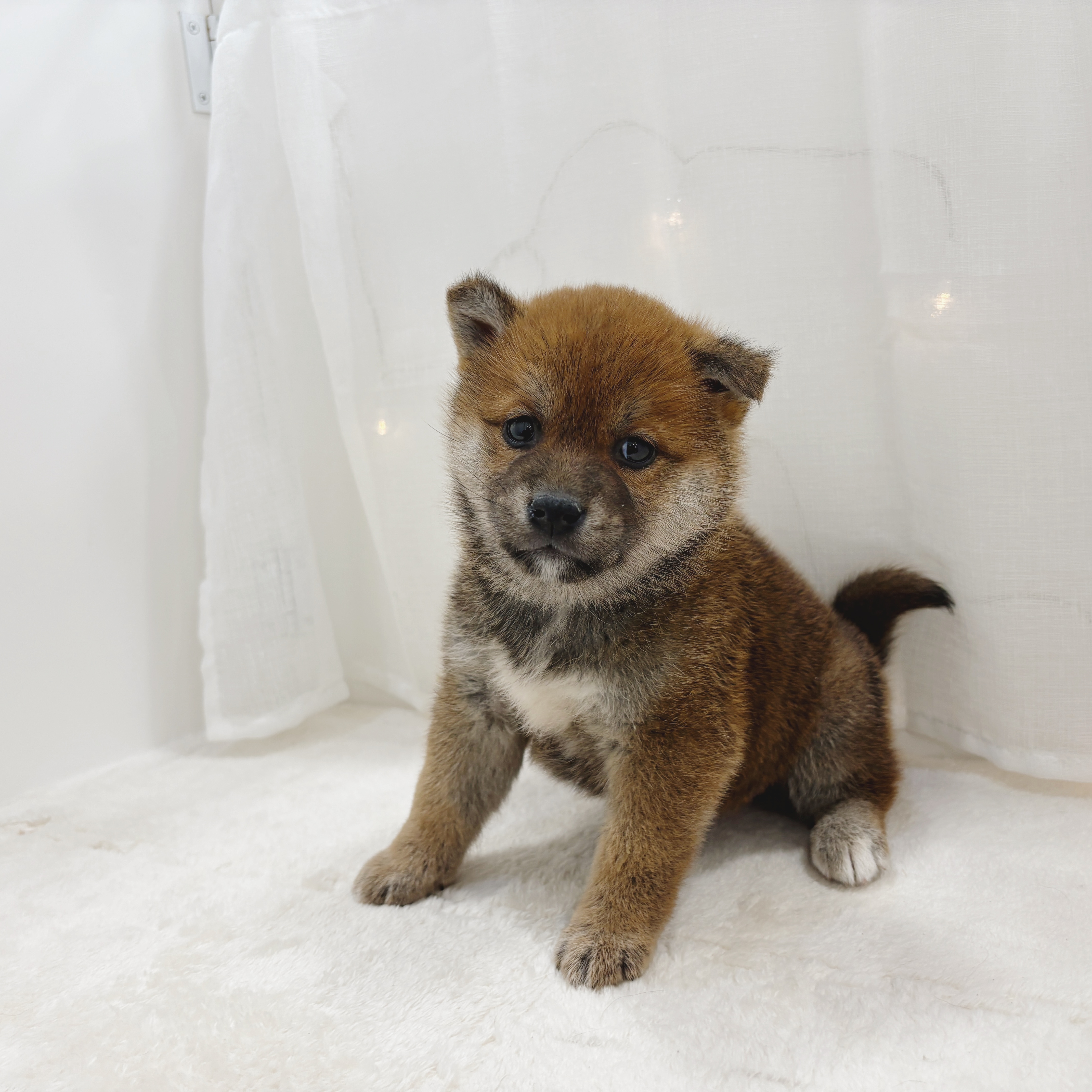 千葉県の柴犬(標準サイズ) (犬の家＆猫の里BIGHOPガーデンモール印西店/2025年11月1日生まれ/女の子/赤)の子犬の3枚目の画像