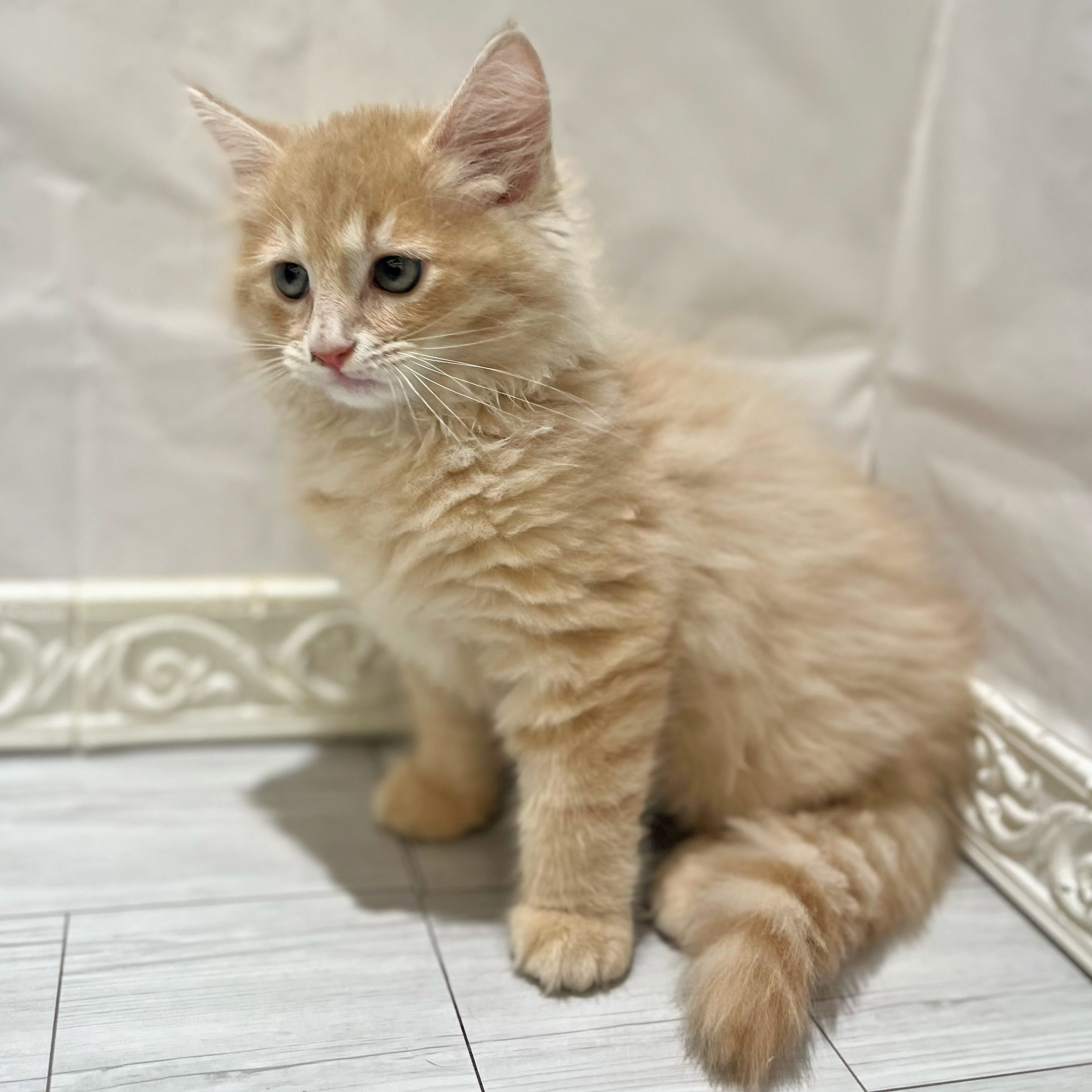 愛知県のサイベリアン (犬の家＆猫の里春日井本店/2026年7月22日生まれ/男の子/クリームタビーホワイト)の子猫の3枚目の画像