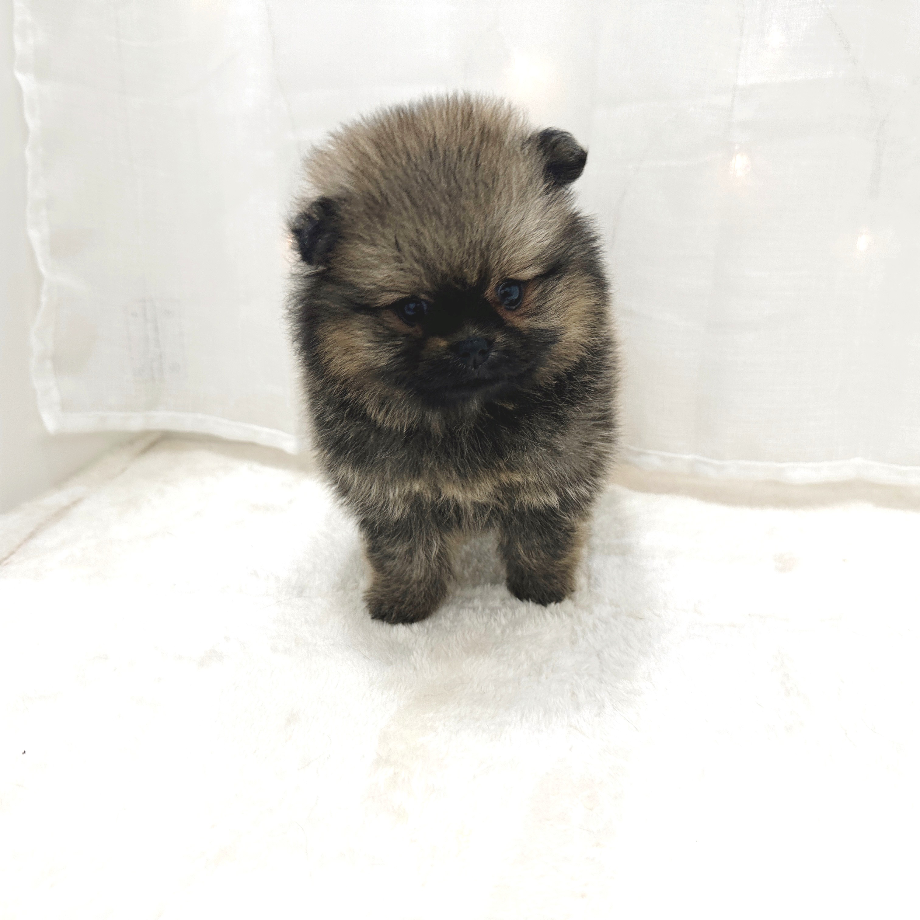 千葉県のポメラニアン (犬の家＆猫の里BIGHOPガーデンモール印西店/2025年5月1日生まれ/女の子/オレンジセーブル)の子犬の3枚目の画像