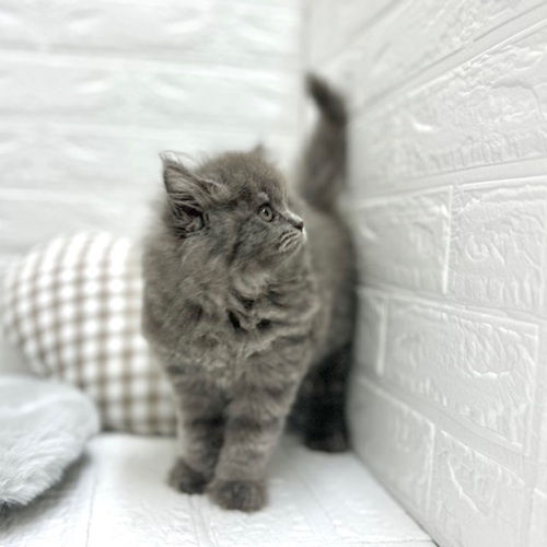 愛知県のブリティッシュロングヘアー (犬の家＆猫の里豊川インター店/2025年8月8日生まれ/男の子/ブルー)の子猫の3枚目の画像