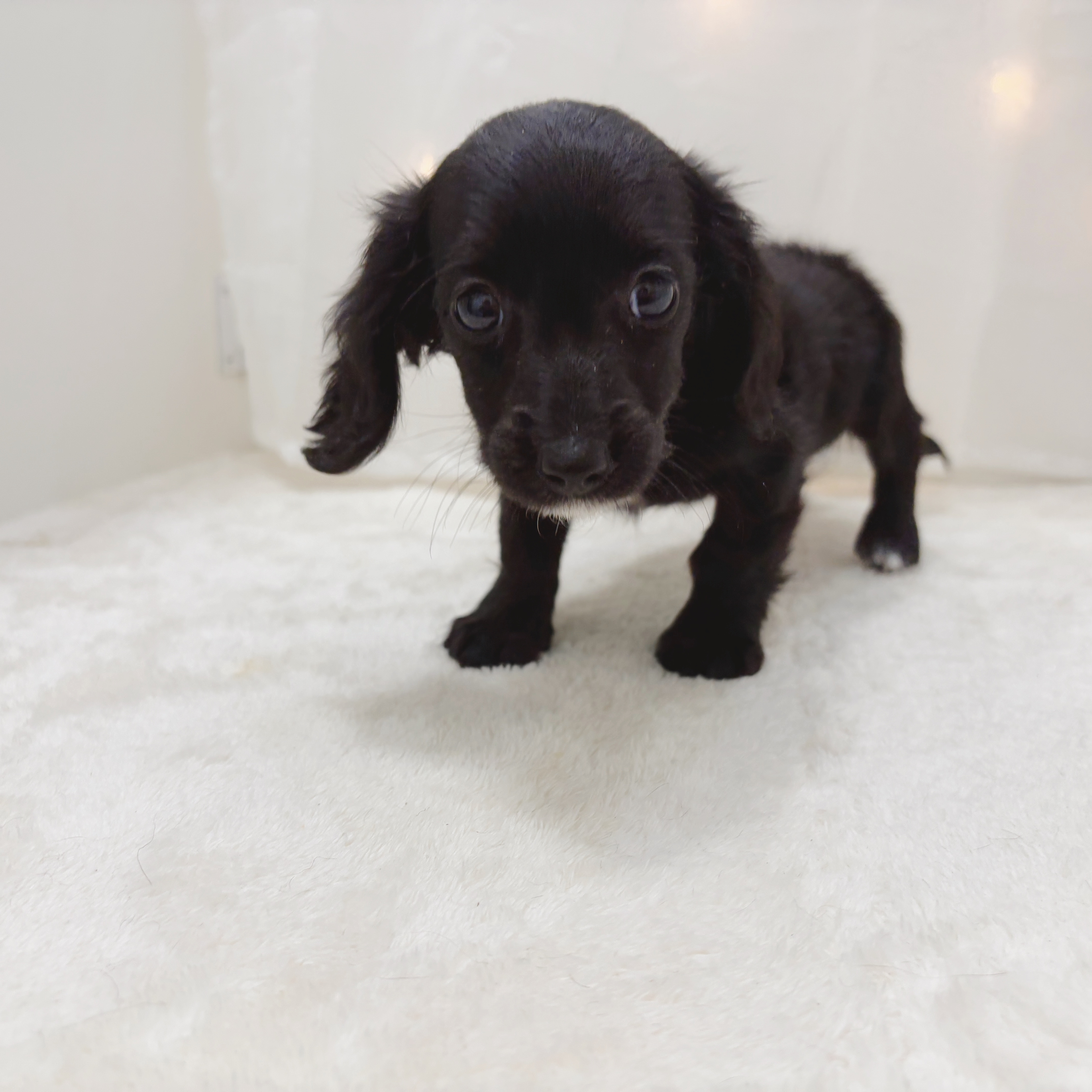 千葉県のミニチュアダックスフンド(ロング) (犬の家＆猫の里BIGHOPガーデンモール印西店/2025年6月8日生まれ/女の子/ブラックソリッド)の子犬の3枚目の画像