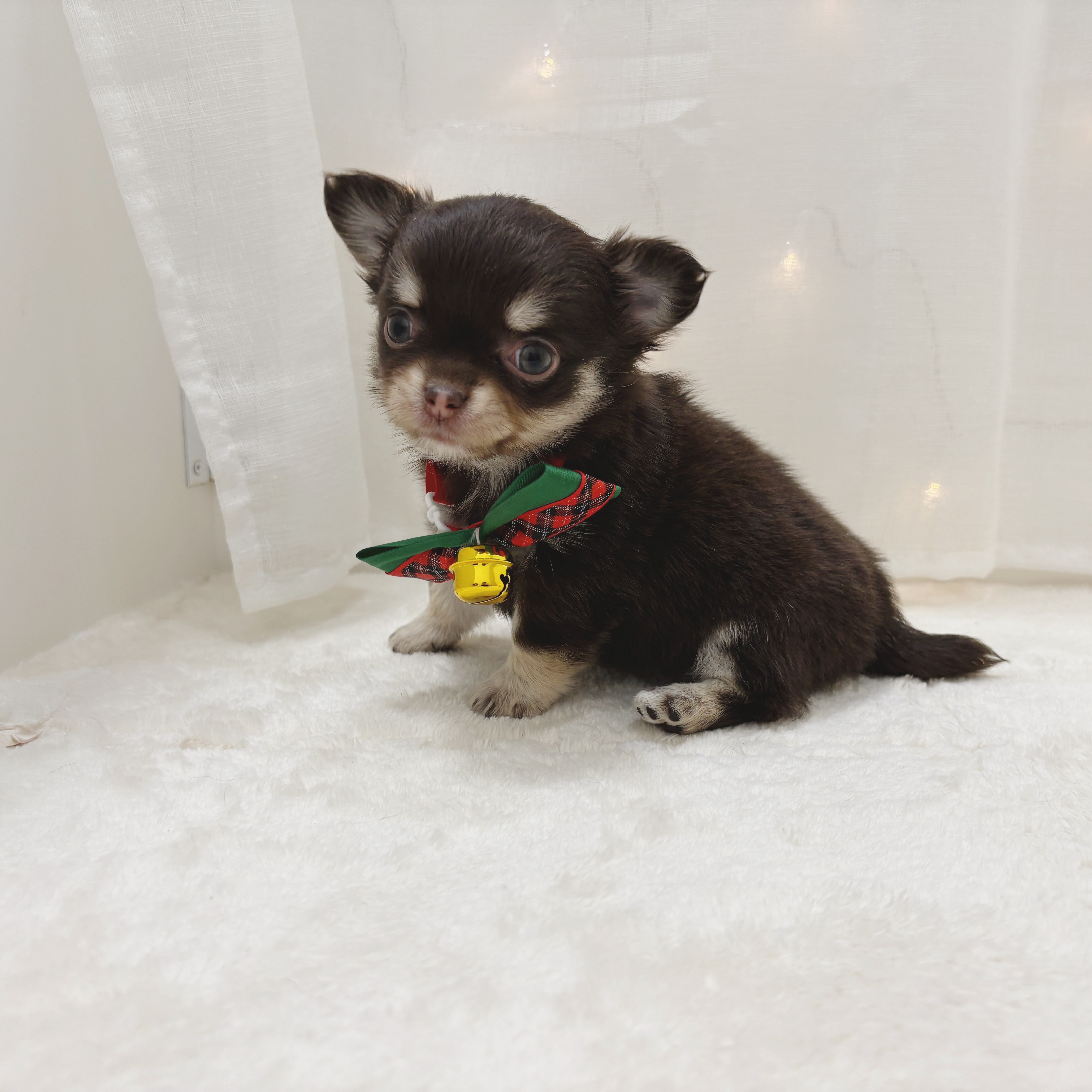 千葉県のチワワ(ロング) (犬の家＆猫の里BIGHOPガーデンモール印西店/2025年10月27日生まれ/女の子/チョコレートタンホワイト)の子犬の3枚目の画像