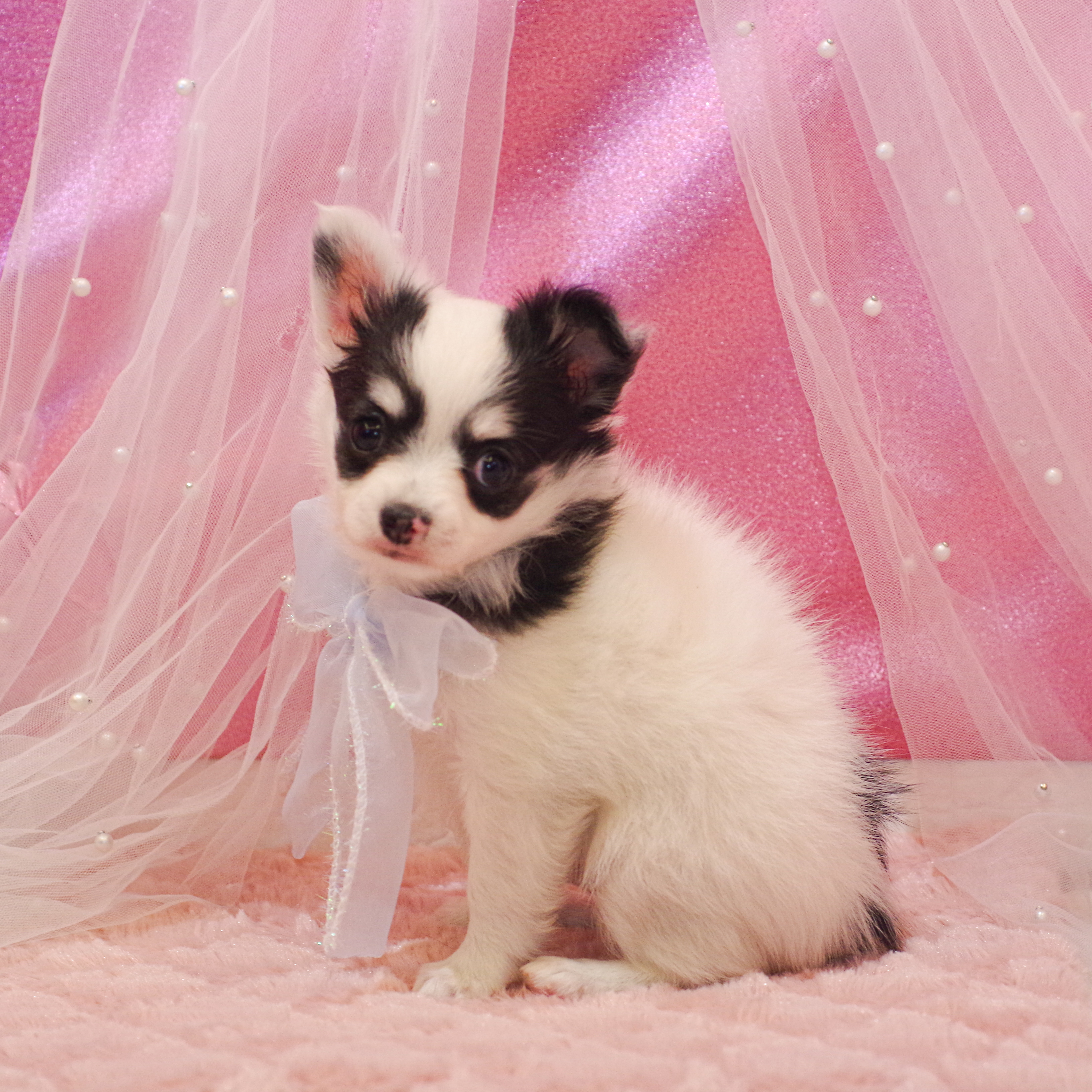 静岡県のパピチー/チワパピ(パピヨン×チワワ) (犬の家＆猫の里富士店/2025年12月15日生まれ/男の子/トライカラー)の子犬の3枚目の画像