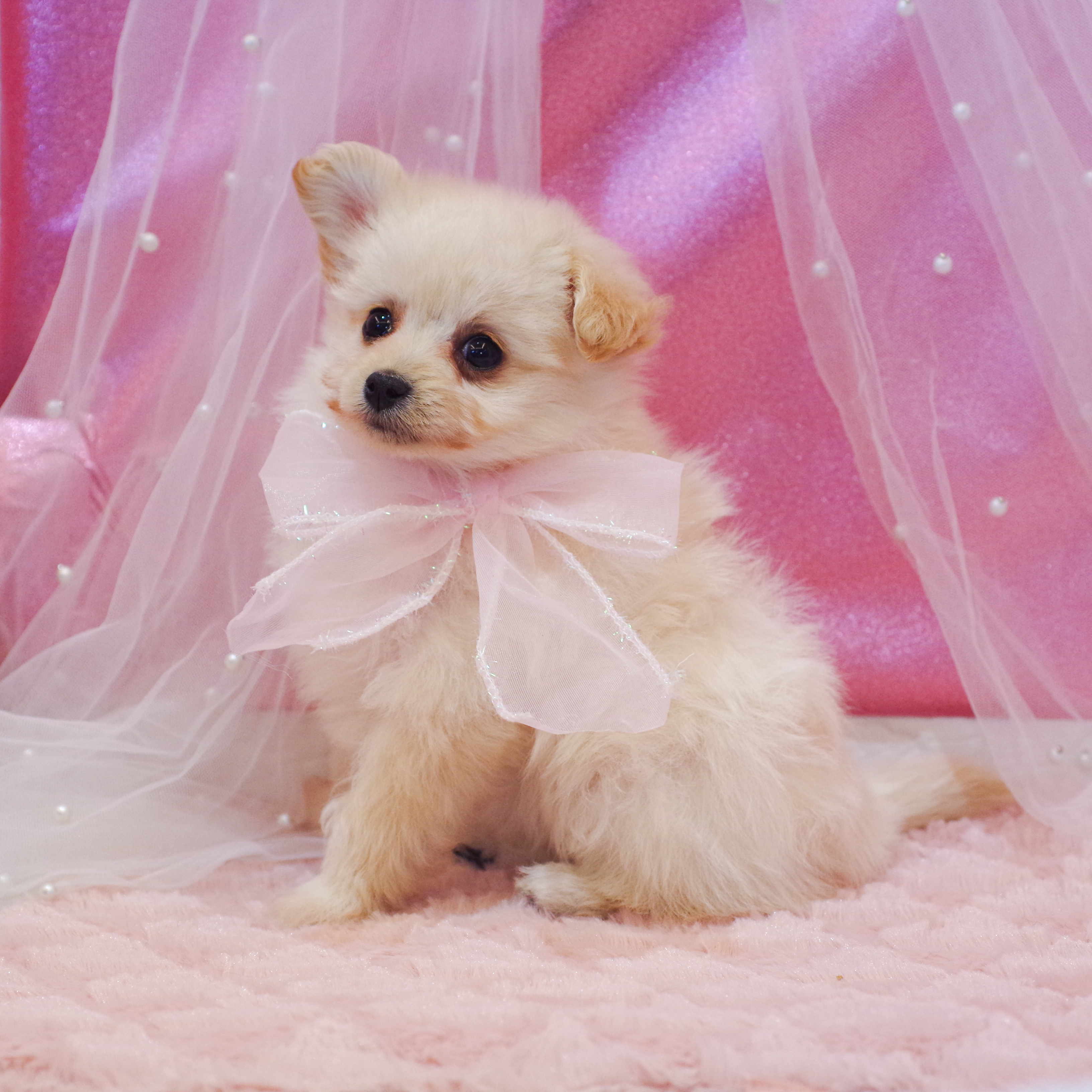 静岡県のチワプー/プーチー(チワワ×プードル) (犬の家＆猫の里富士店/2025年12月13日生まれ/女の子/ホワイト)の子犬の3枚目の画像