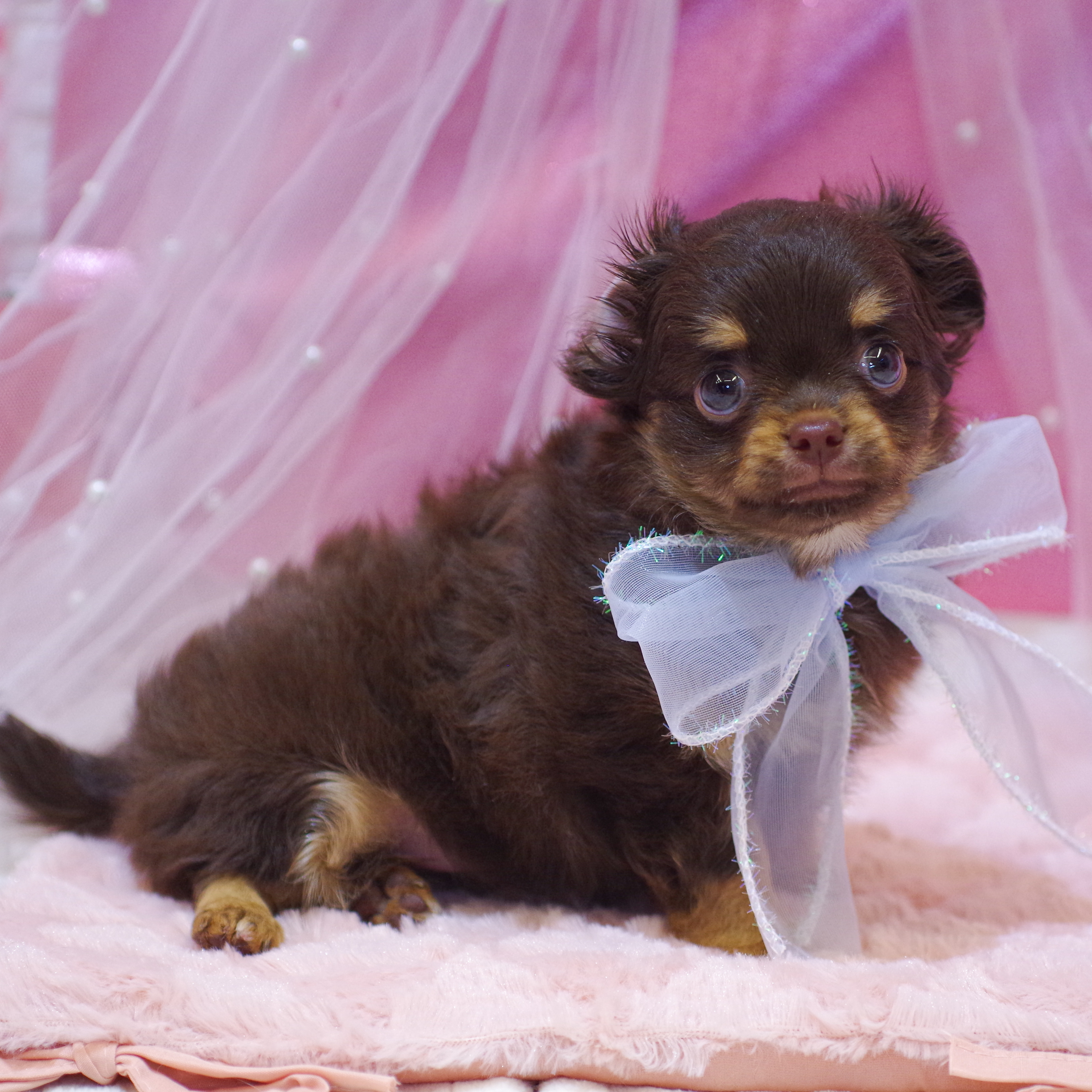 静岡県のチワワ(ロング) (犬の家＆猫の里富士店/2025年12月21日生まれ/男の子/チョコレートタンホワイト)の子犬の3枚目の画像