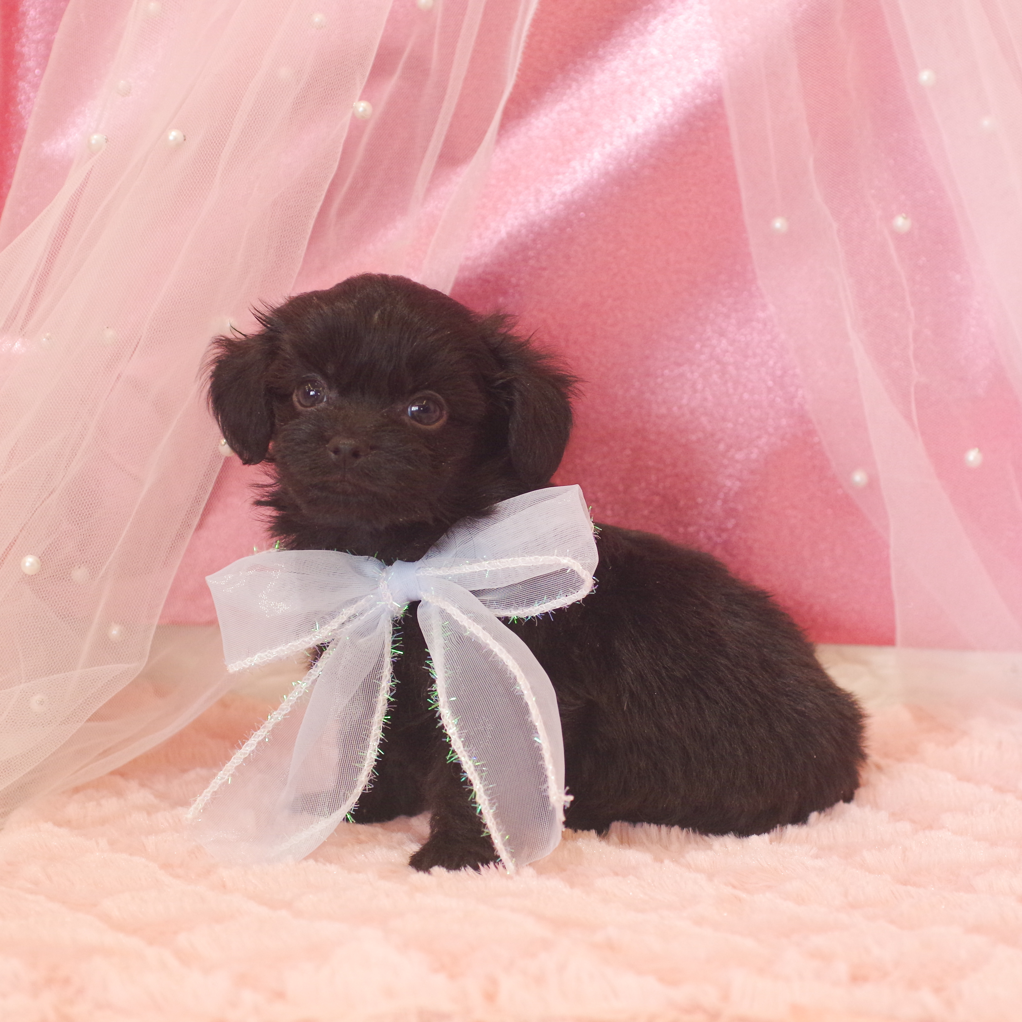 静岡県のチワプー/プーチー(チワワ×プードル) (犬の家＆猫の里富士店/2025年12月30日生まれ/男の子/ブラック)の子犬の3枚目の画像