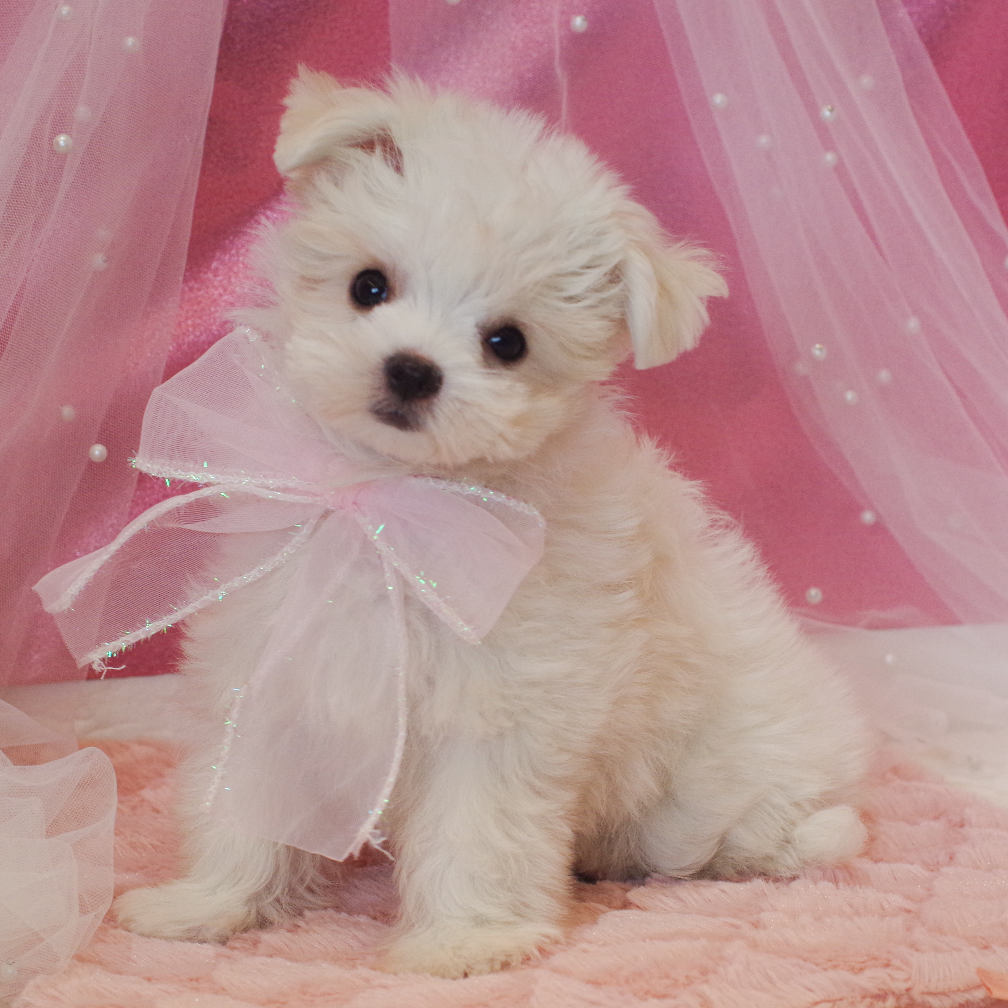 静岡県のチワマル/マルチワ(チワワ×マルチーズ) (犬の家＆猫の里富士店/2025年12月23日生まれ/女の子/ホワイトクリーム)の子犬の3枚目の画像